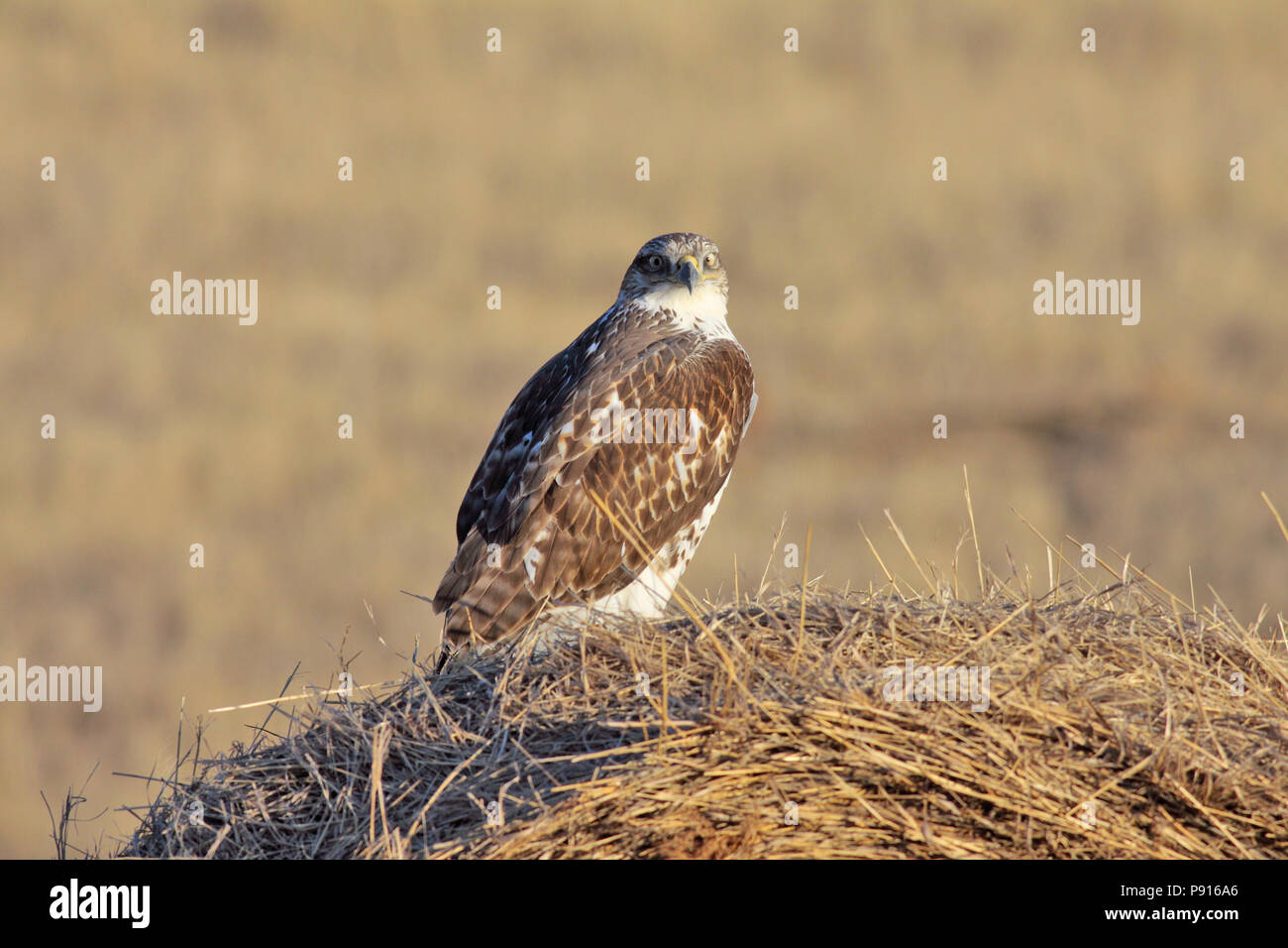 Falco ferruginosa novembre 27th, 2011 Stanley Contea Sudest di Pierre, Dakota del Sud Foto Stock
