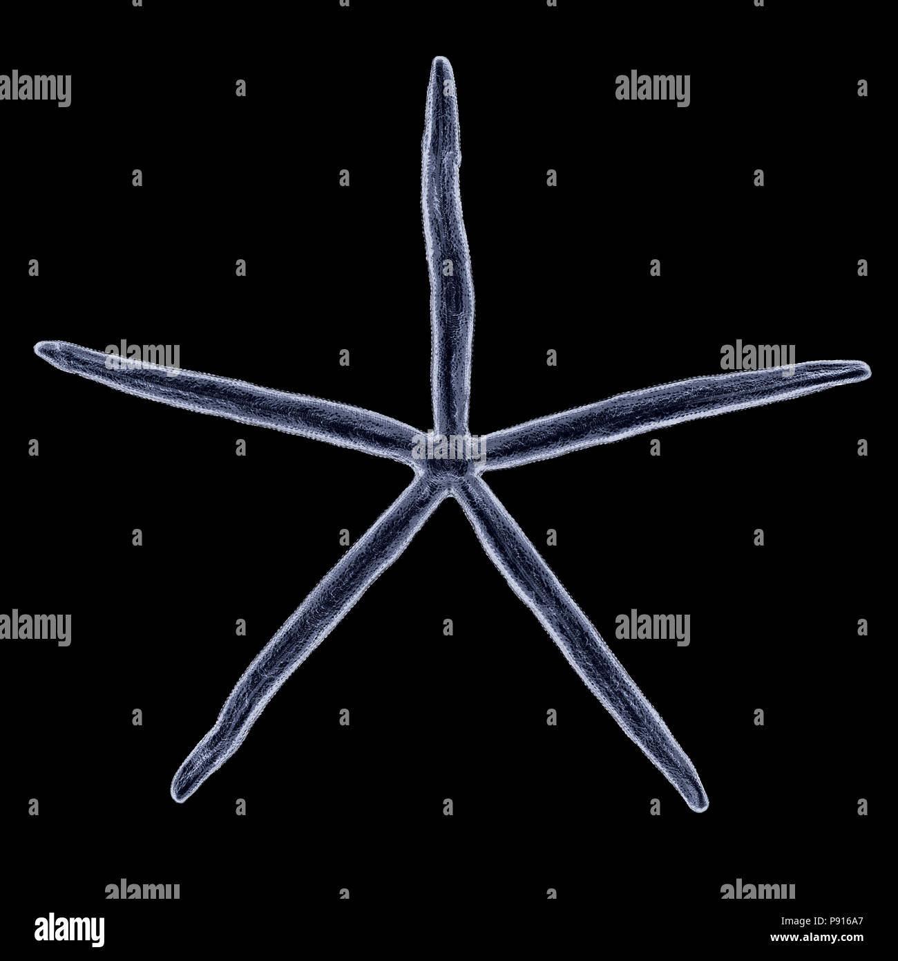 X-ray sea star isolato su nero includono percorso di clipping. 3D render Foto Stock