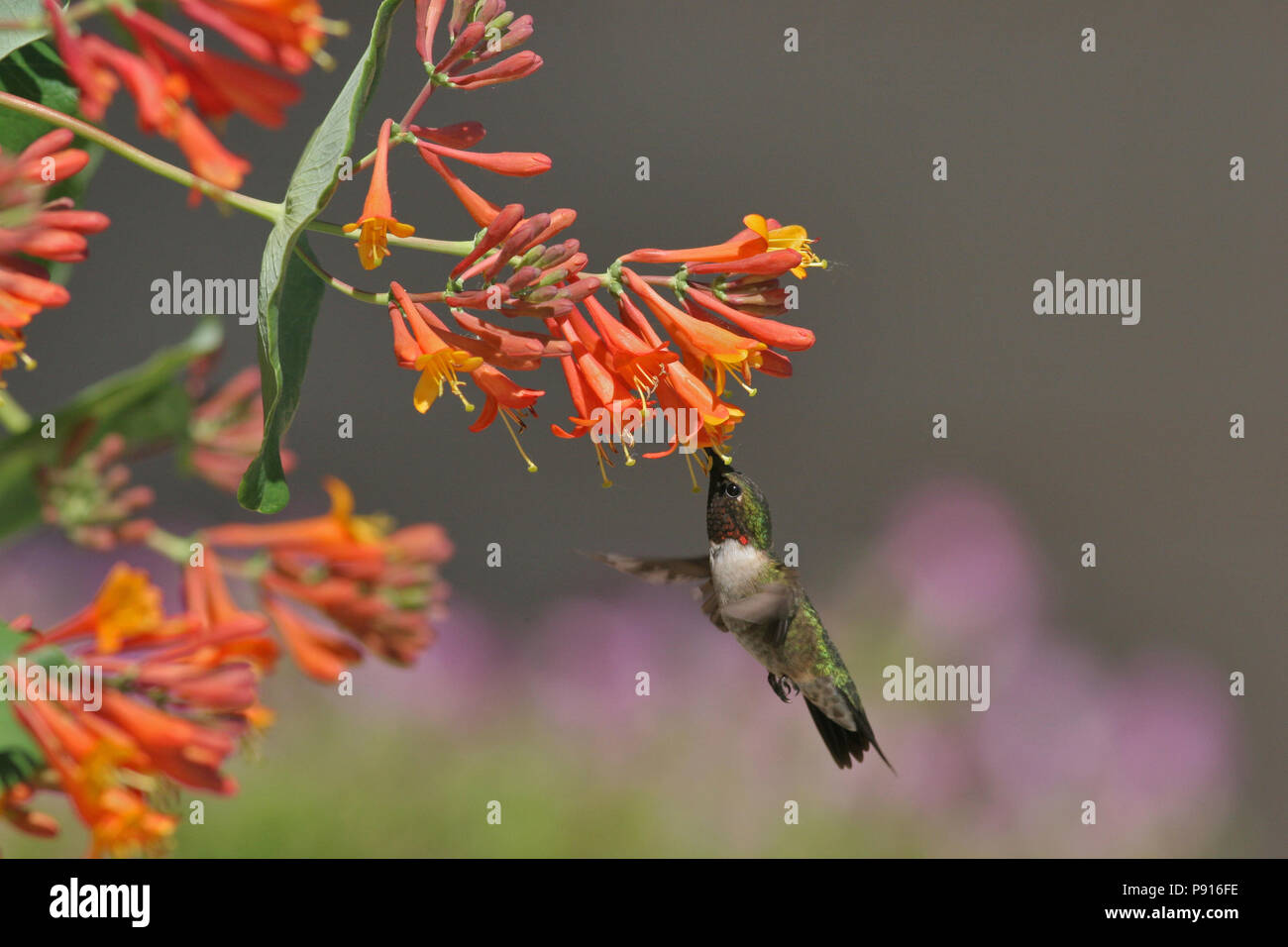 Un maschio di Ruby-throated Hummingbird visitando un caprifoglio arancione in un giardino suburbano in Brandon, South Dakota giugno 9th, 2008 Foto Stock