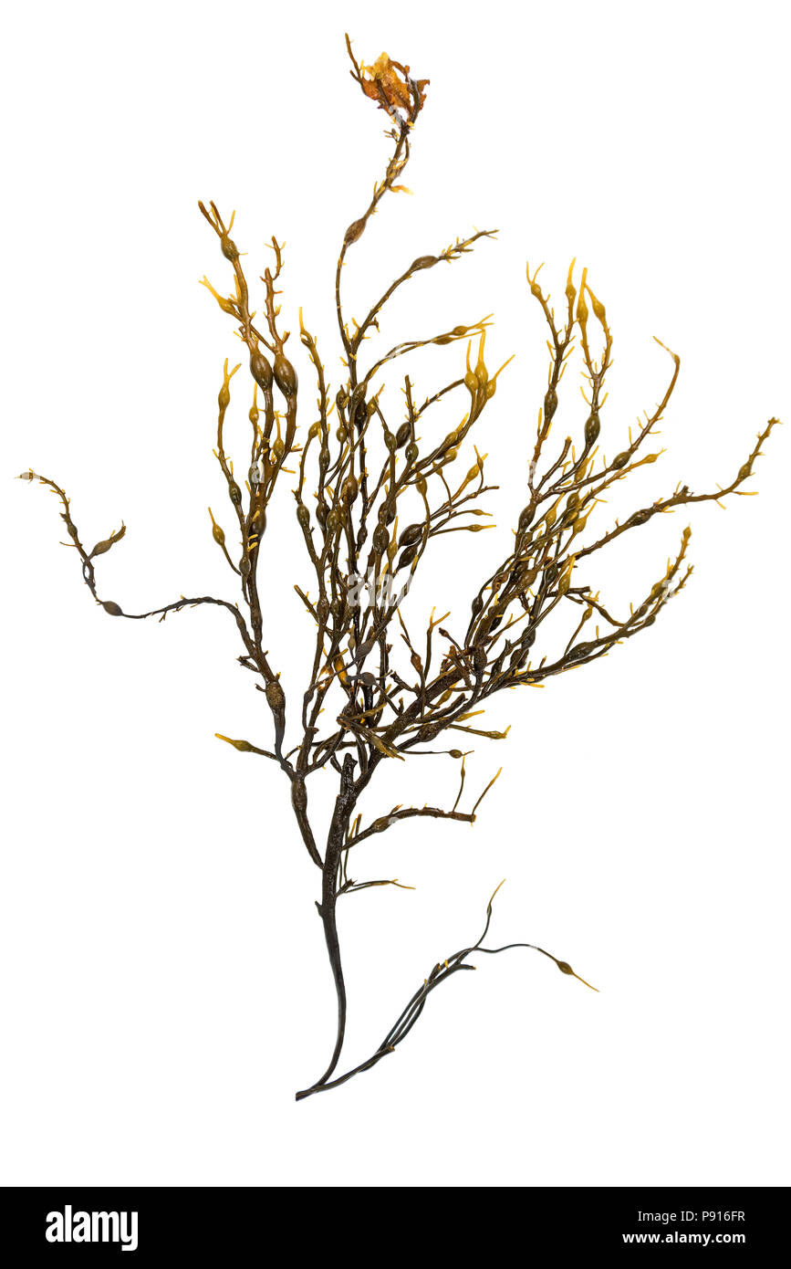 Alga marina Ascophyllum nodosum (Rockweed) riuniti a scafi Cove, Maine Foto Stock