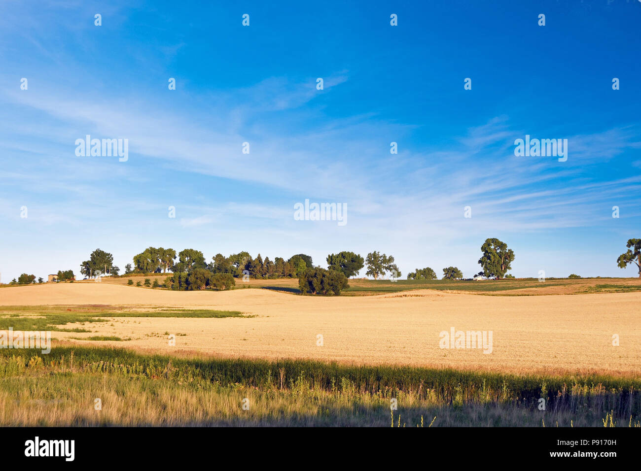 Raccolto di grano in tempo vicino Berthoud Colorado Foto Stock