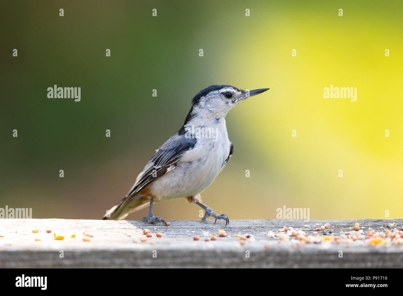 Un bianco-breasted picchio muratore sorge su una scheda con semi a piedi, con una verde e sfondo giallo. Foto Stock