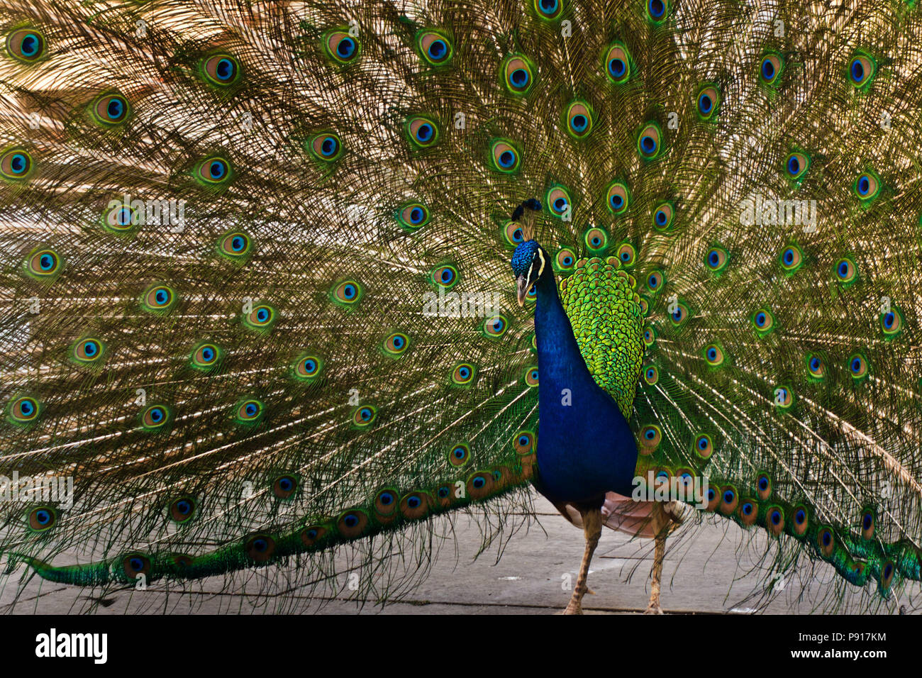 Maschio peafowl indiano - Pavo cristatus visualizzando la sua coda Foto Stock