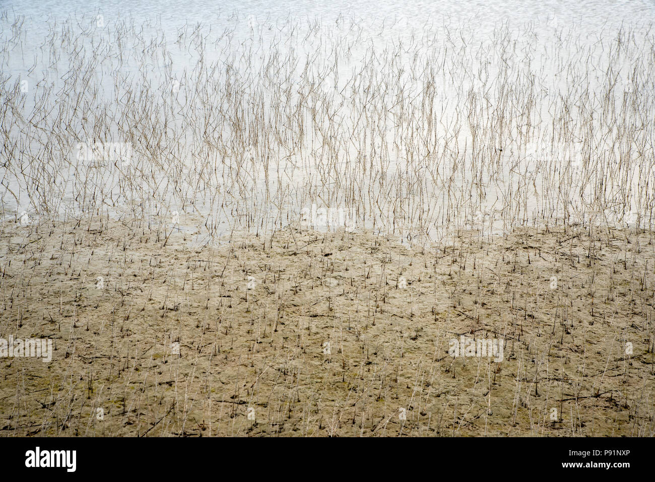 Paesaggio del delta del fiume Evros, Grecia Foto Stock