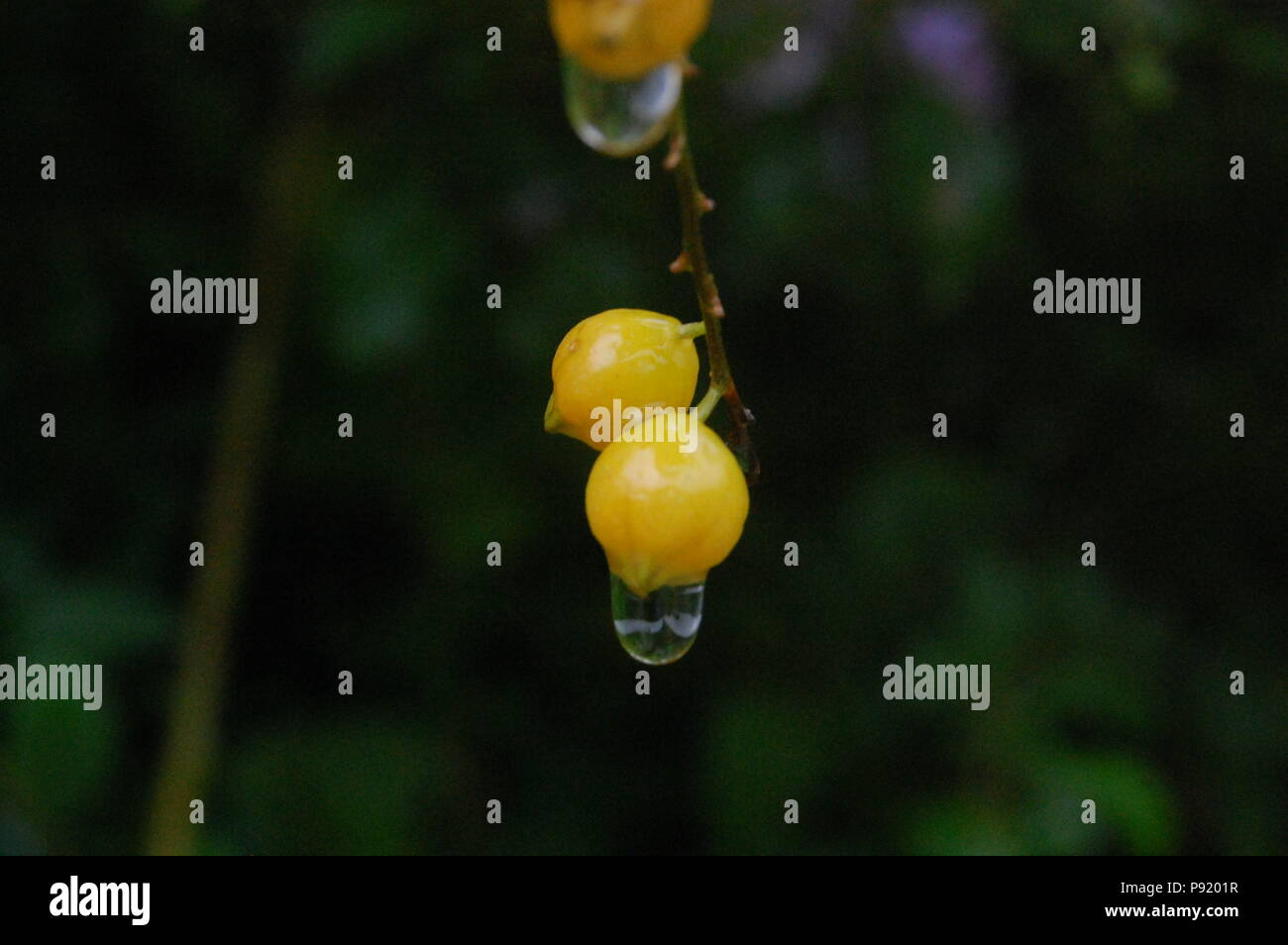 Acqua e vita Foto Stock