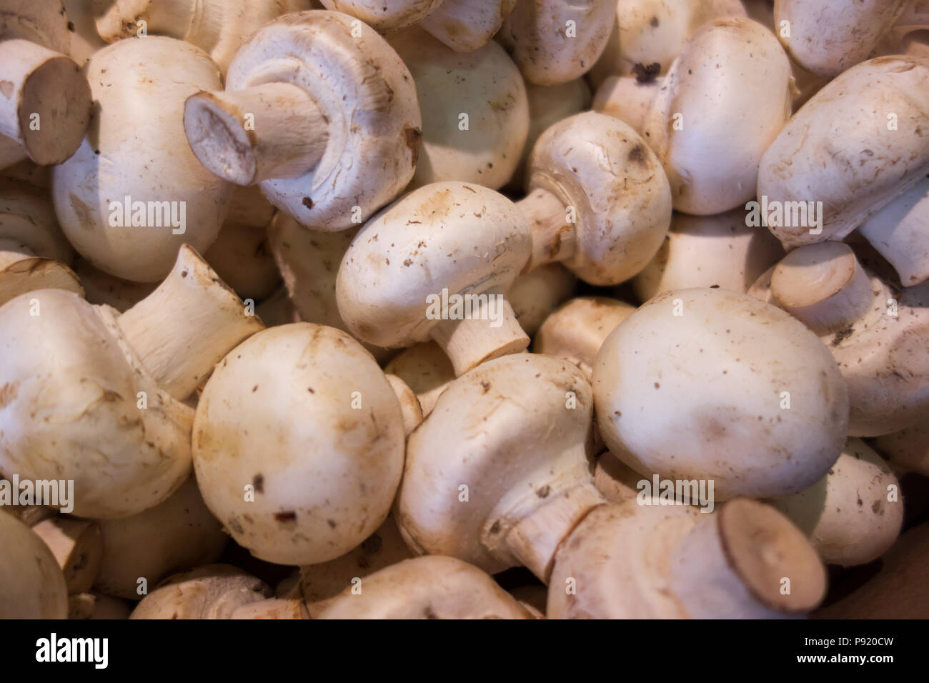 Fresco di fungo bianco close up sullo sfondo Foto Stock
