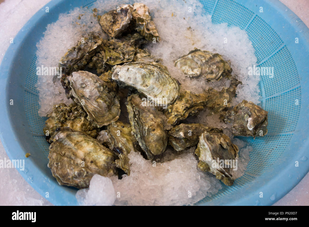 Iced ostrica fresca close up sullo sfondo Foto Stock