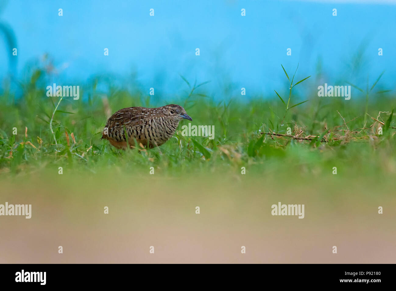 Bloccate o buttonquail bustard comune-quaglia (Turnix suscitator) in periferia Burdwan, West Bengal, India Foto Stock