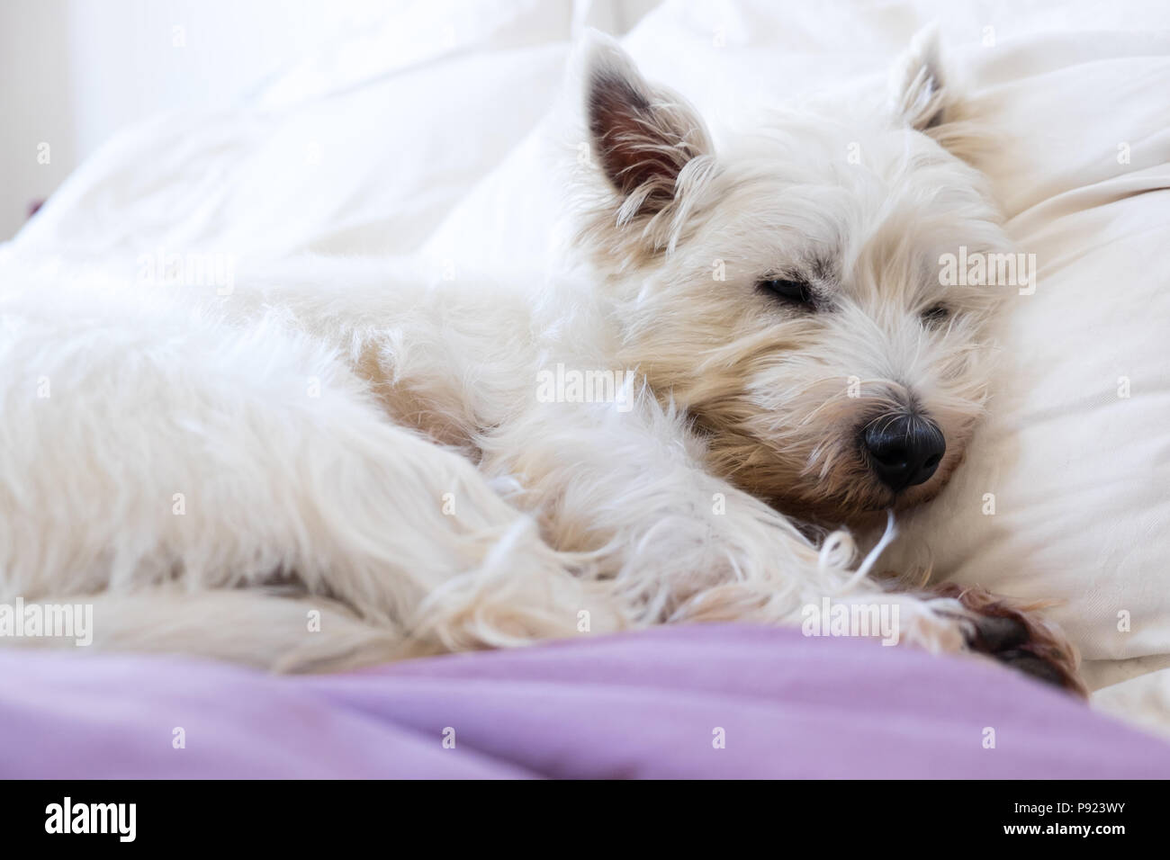 Pet friendly alloggio: West Highland White Terrier westie cane addormentato su dei cuscini e piumoni sul letto Foto Stock