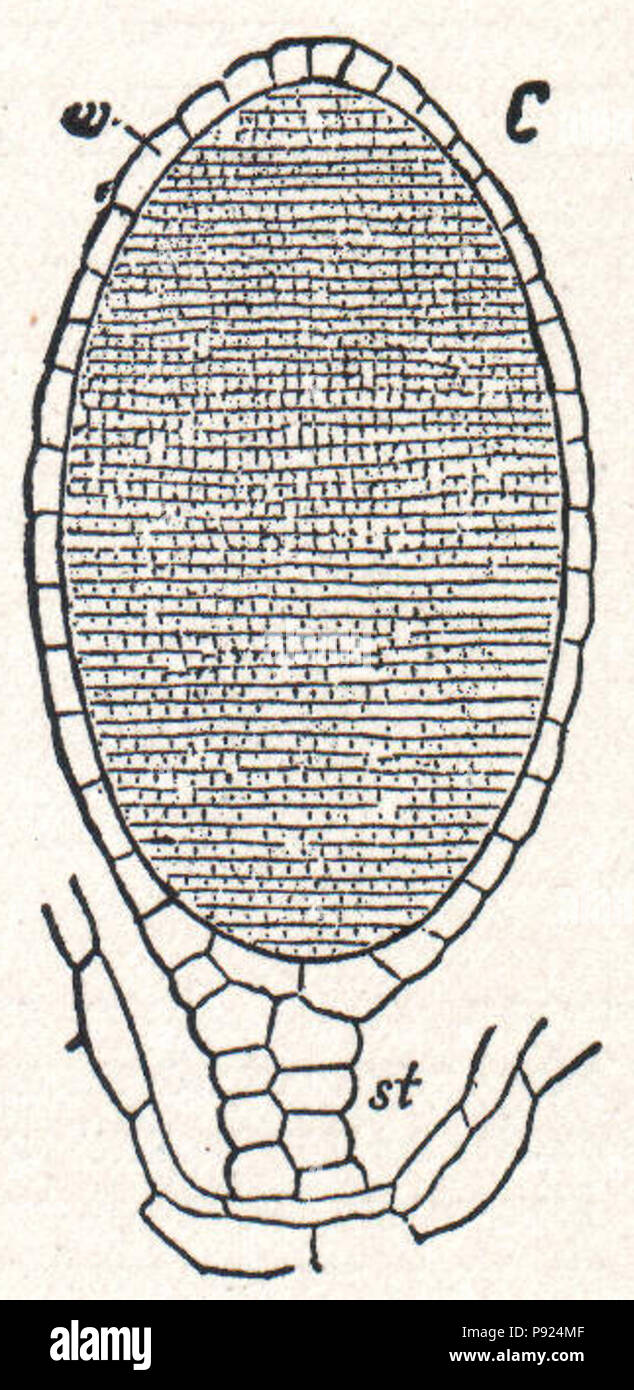 434 NSRW Antheridium di Liverwort Foto Stock