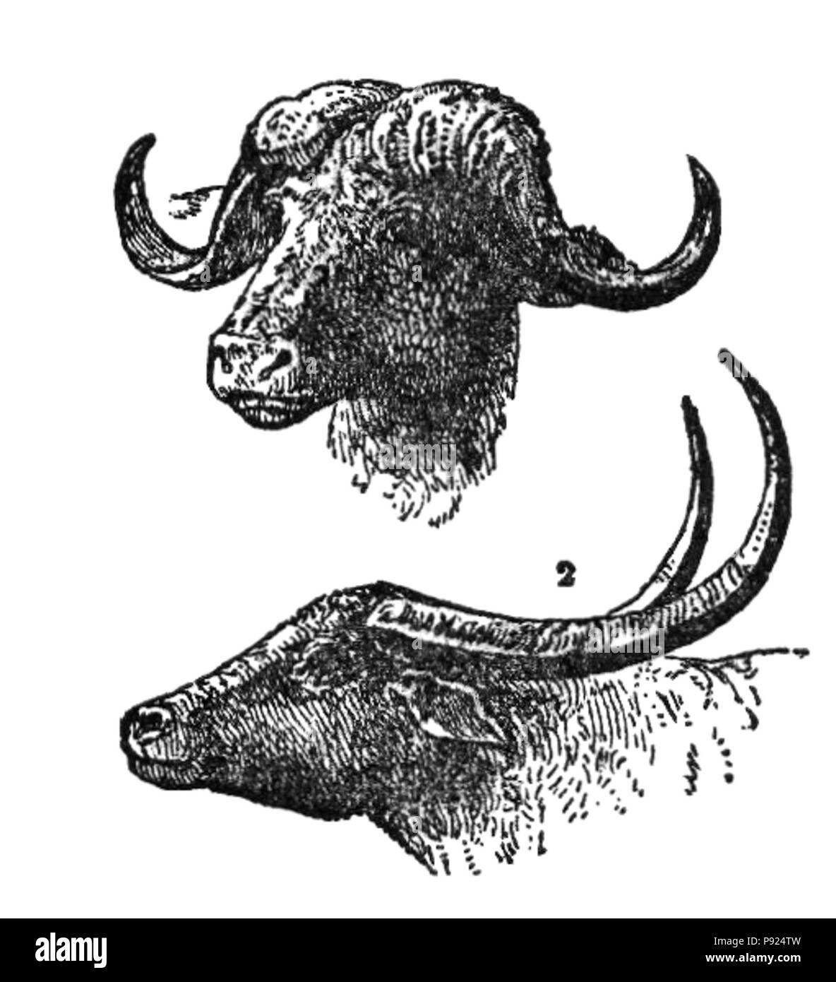 435 NSRW Buffalo Foto Stock