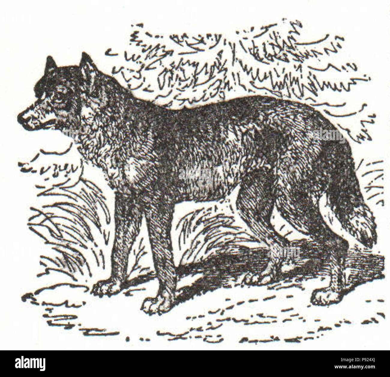 . 435 NSRW Lupo comune Foto Stock