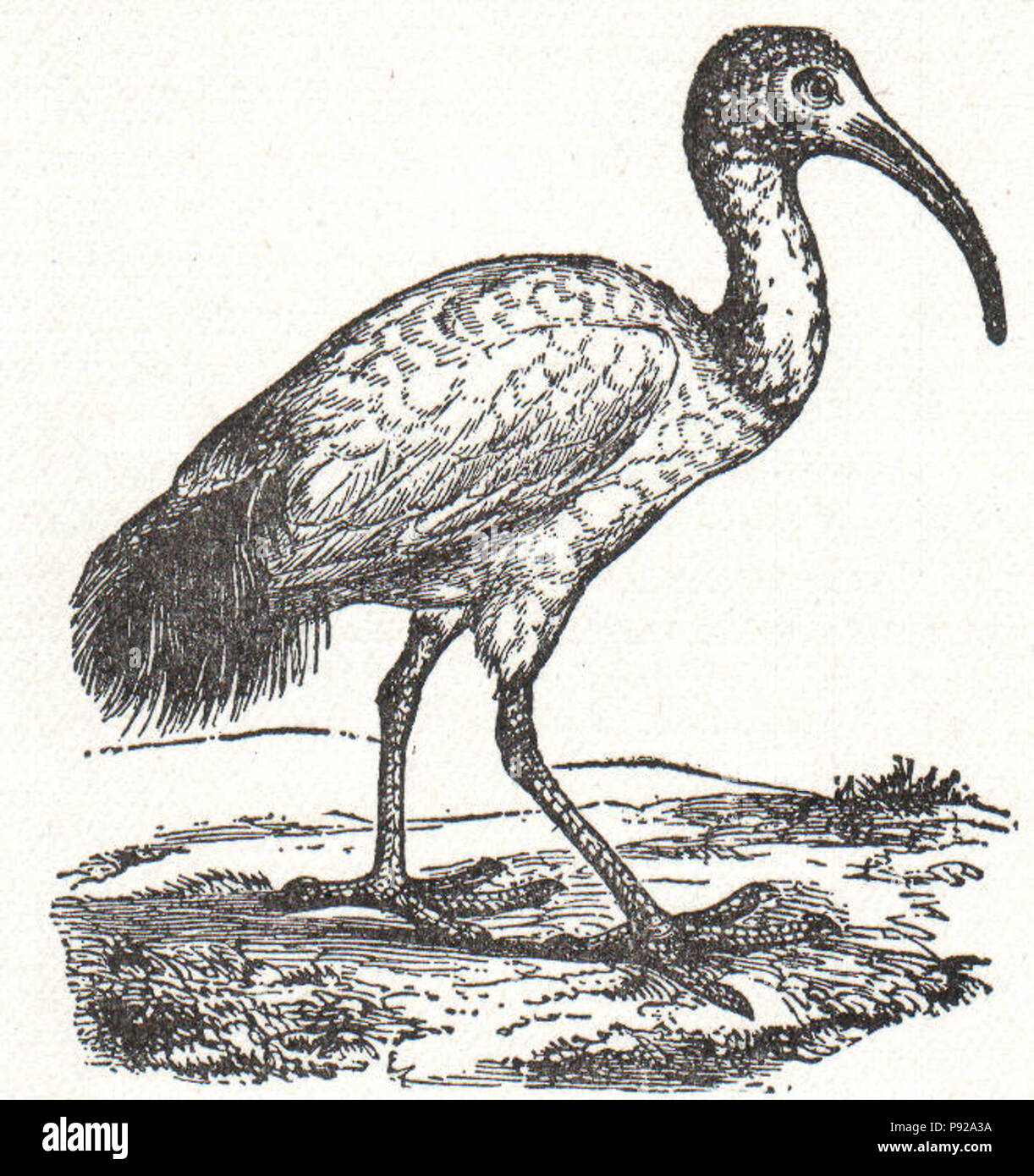 . 438 NSRW ibis sacri Foto Stock