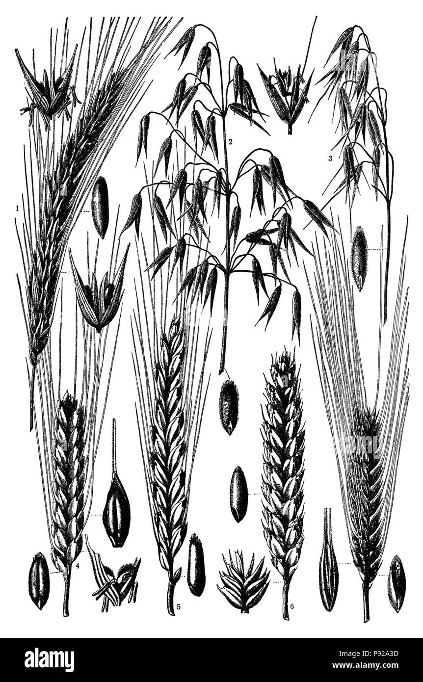 438 NSRW segale e altri cereali Foto Stock