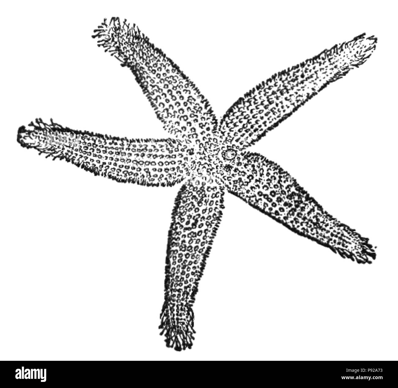 438 NSRW Starfish Foto Stock