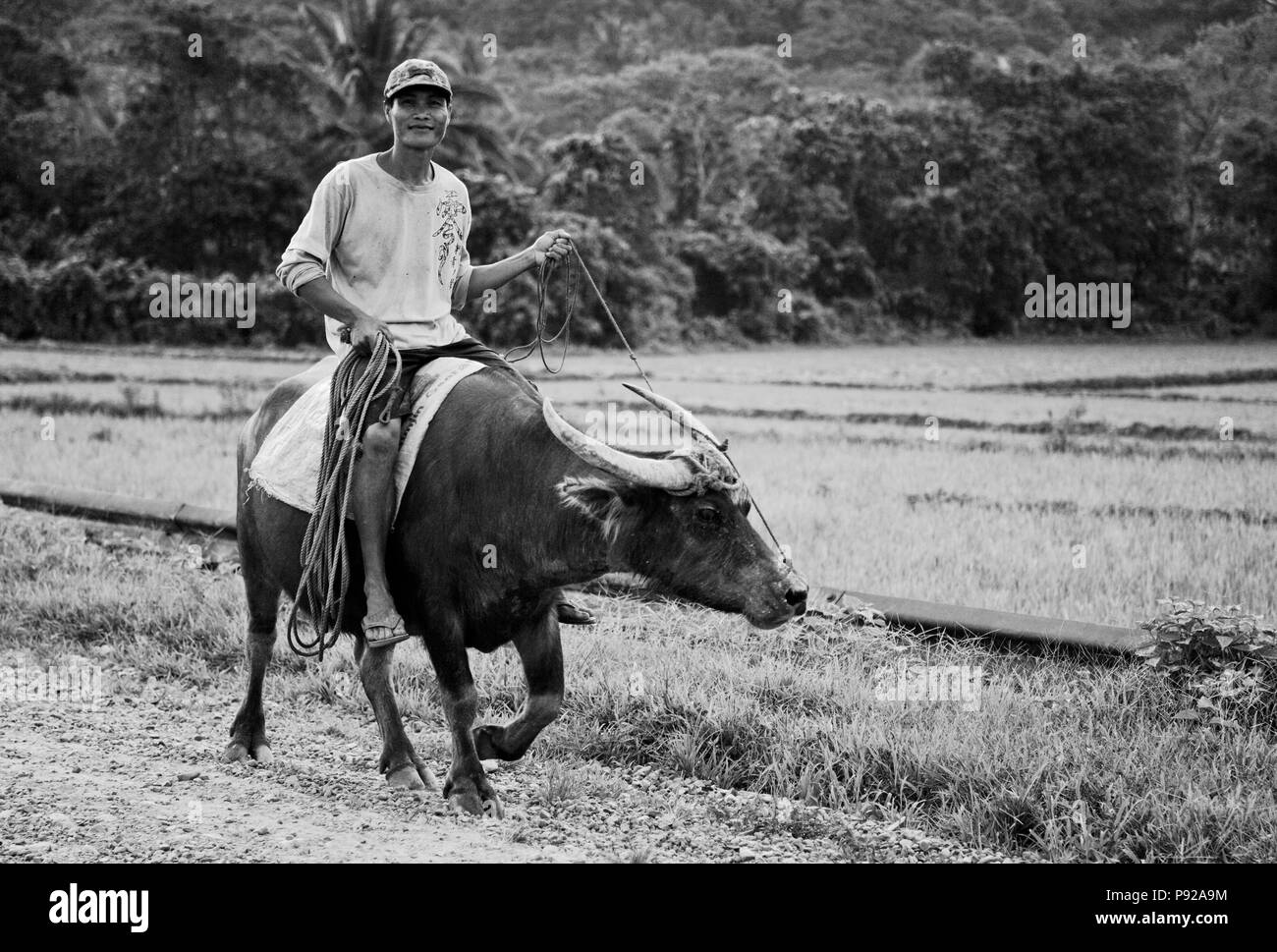 A cavallo di un bufalo indiano di acqua passato polpette di riso nel lontano nord dell isola di Palawan - FILIPPINE Foto Stock