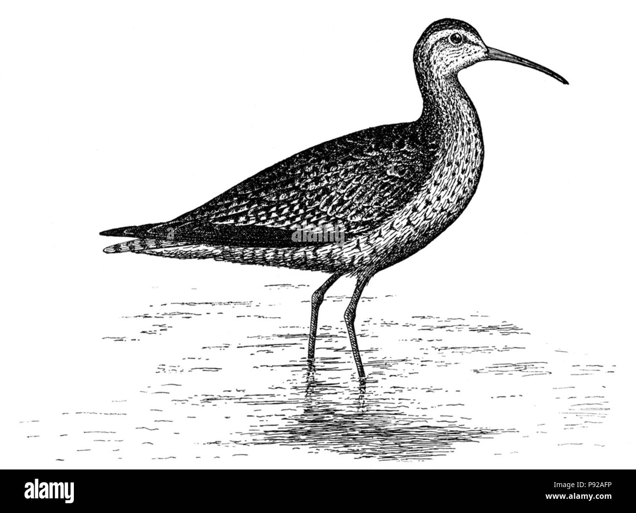 439 Numenius borealisAEP14LA Foto Stock