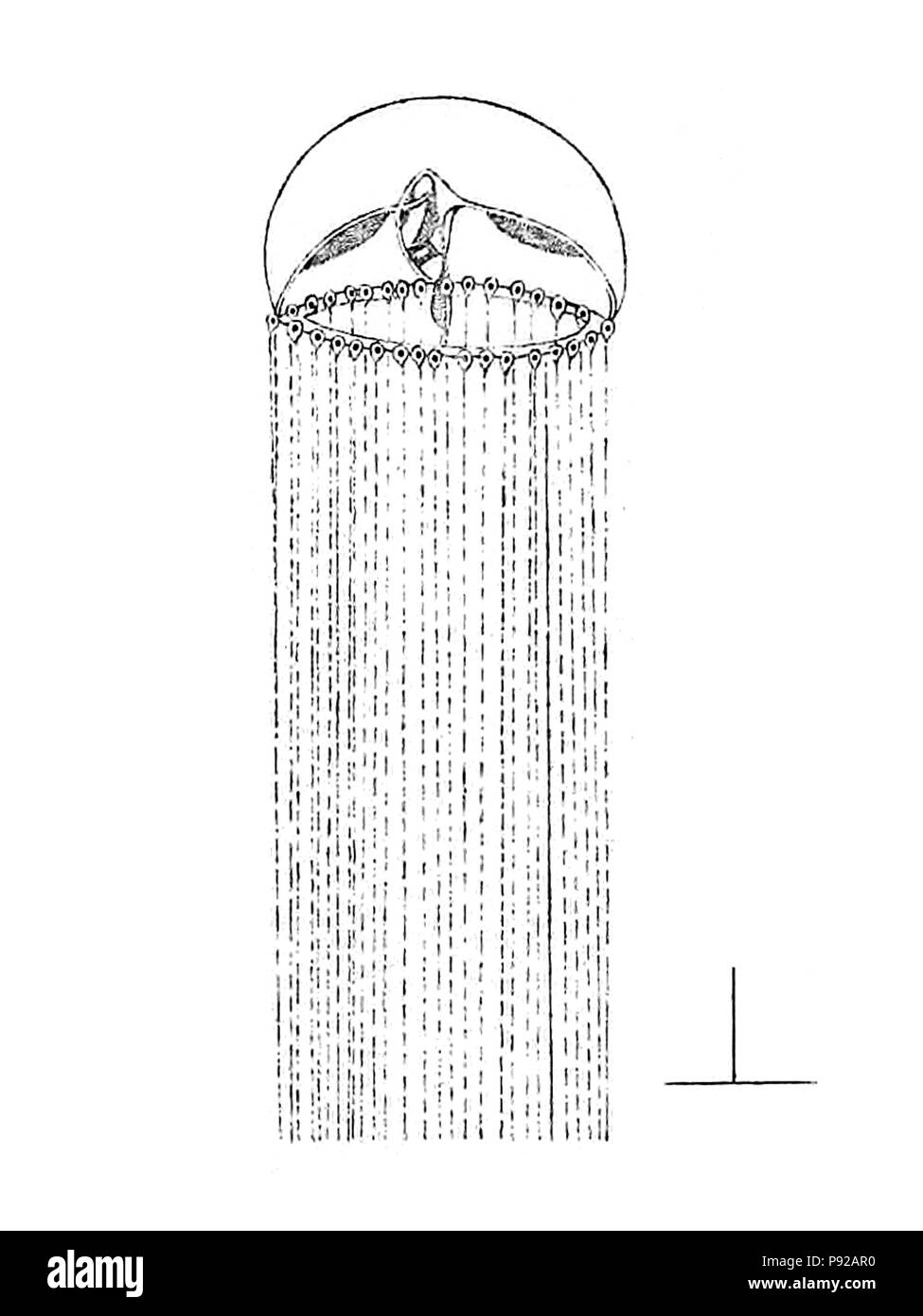 440 Odessia maeotica Foto Stock