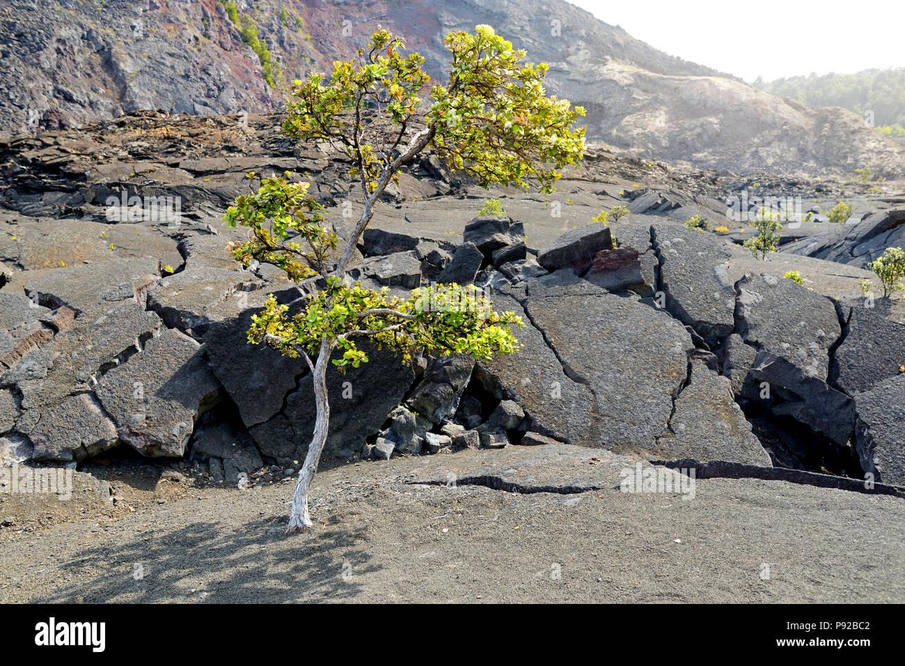 Splendida vista del Kilauea Iki cratere del vulcano superficie con frantumazione di roccia lavica nel Parco Nazionale dei Vulcani di Big Island delle Hawaii, STATI UNITI D'AMERICA Foto Stock