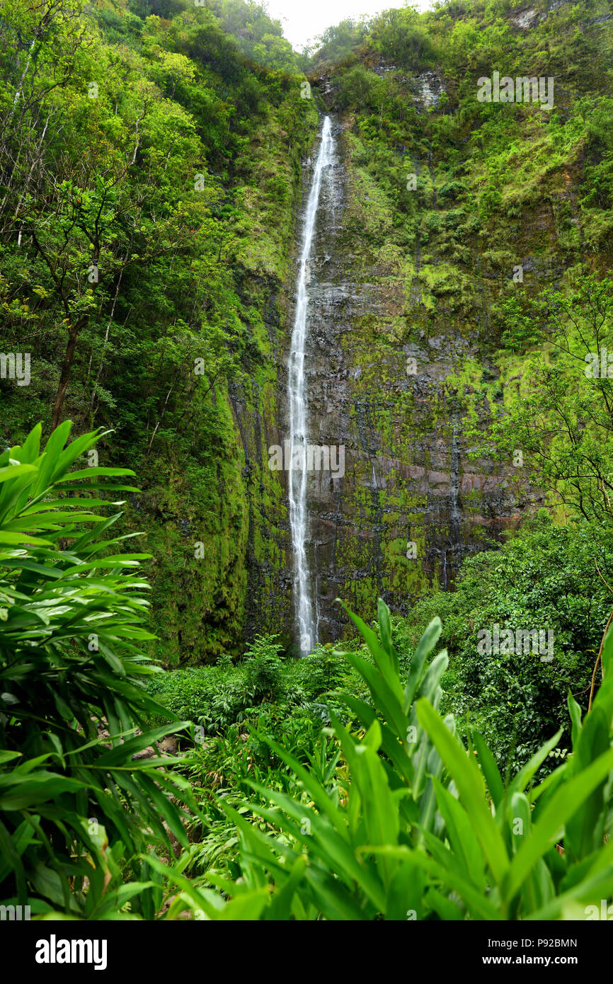 Famoso Waimoku Falls cascate in testa al Pipiwai Trail, al di sopra di sette piscine sacro sulla strada di Hana. Maui, Hawaii, Stati Uniti d'America. Foto Stock
