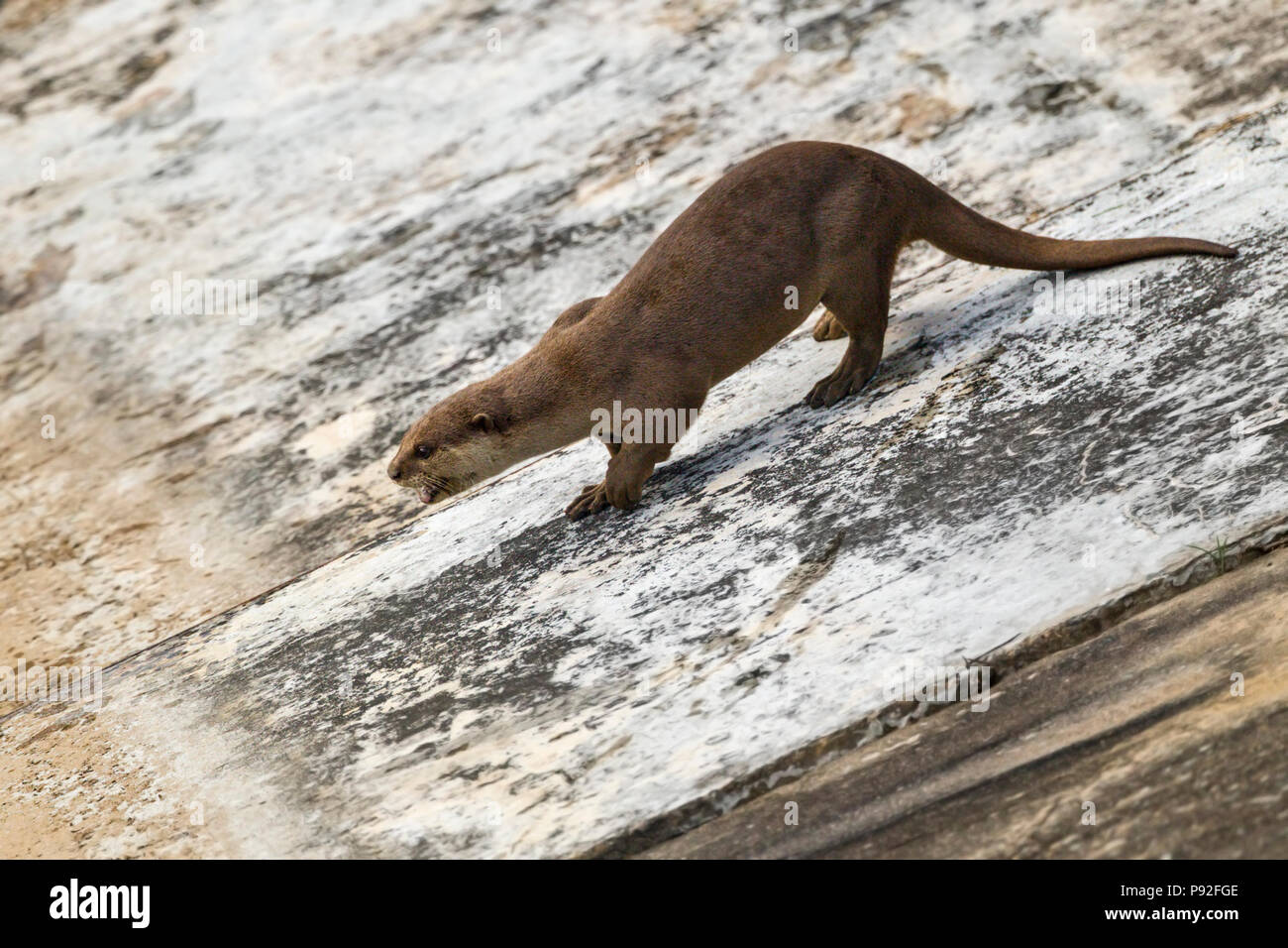 Liscio rivestito di lontra saluto i membri della famiglia dal calcestruzzo riverbank in ambiente urbano habitat fluviale, Singapore Foto Stock