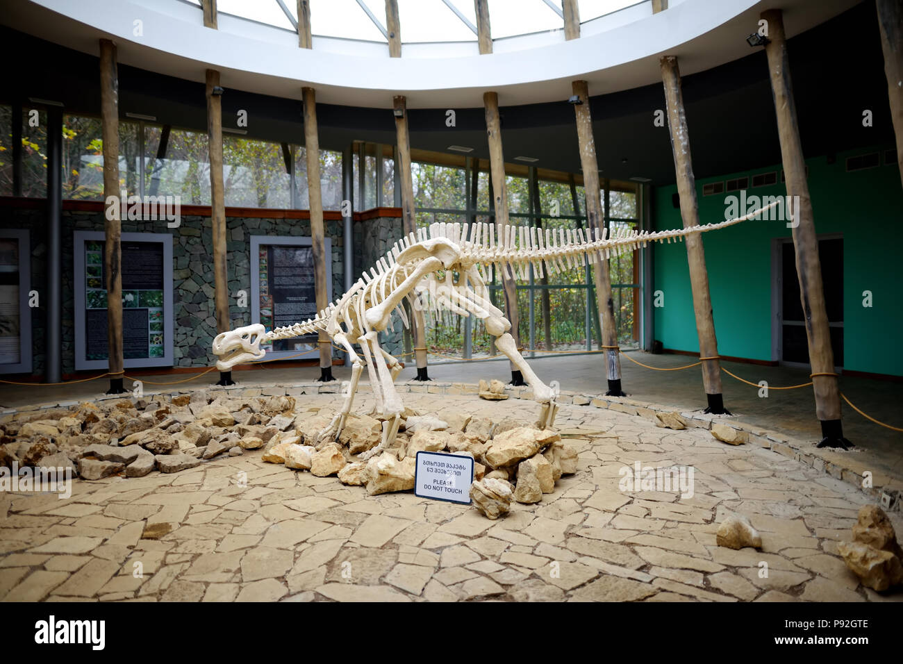 TSKALTUBO, Georgia - 18 novembre 2016: scheletro di dinosauro, situato in Sataplia riserva naturale vicino a Kutaisi town, Georgia. Educare circa exstinct Foto Stock