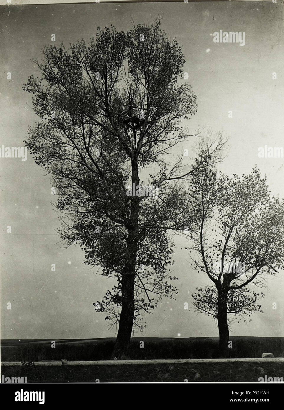 487 Russischer Beobachtungsstand am Baum an der Straße bei Radzicz, angeblich auch mit Maschinengewehr bestzt. (BildID 15589543) Foto Stock