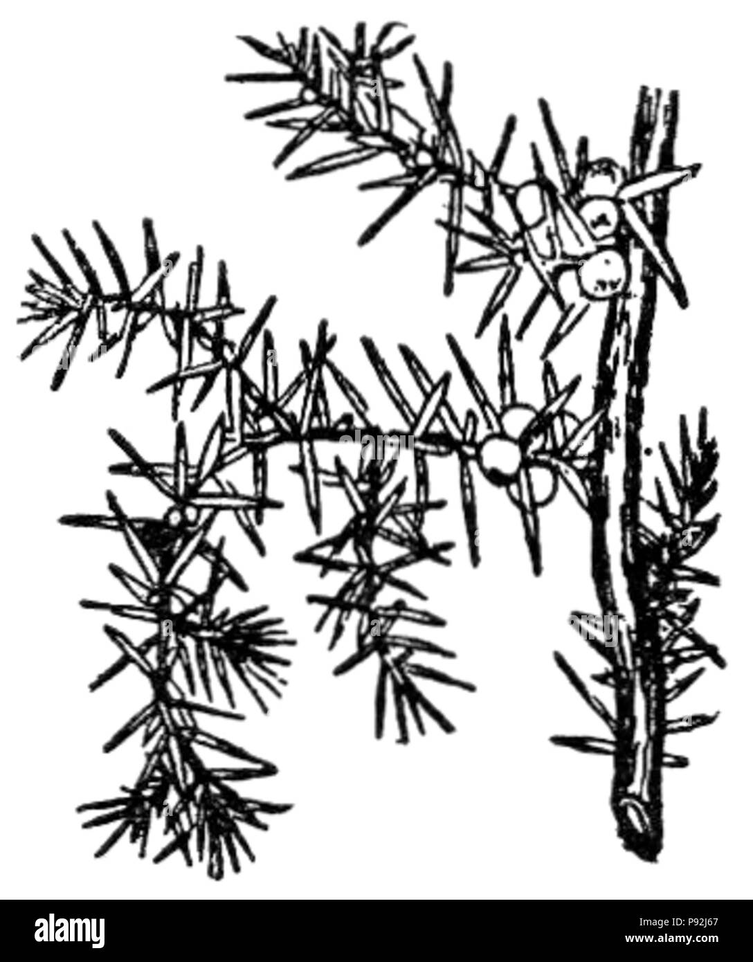 436 NSRW Juniper Foto Stock