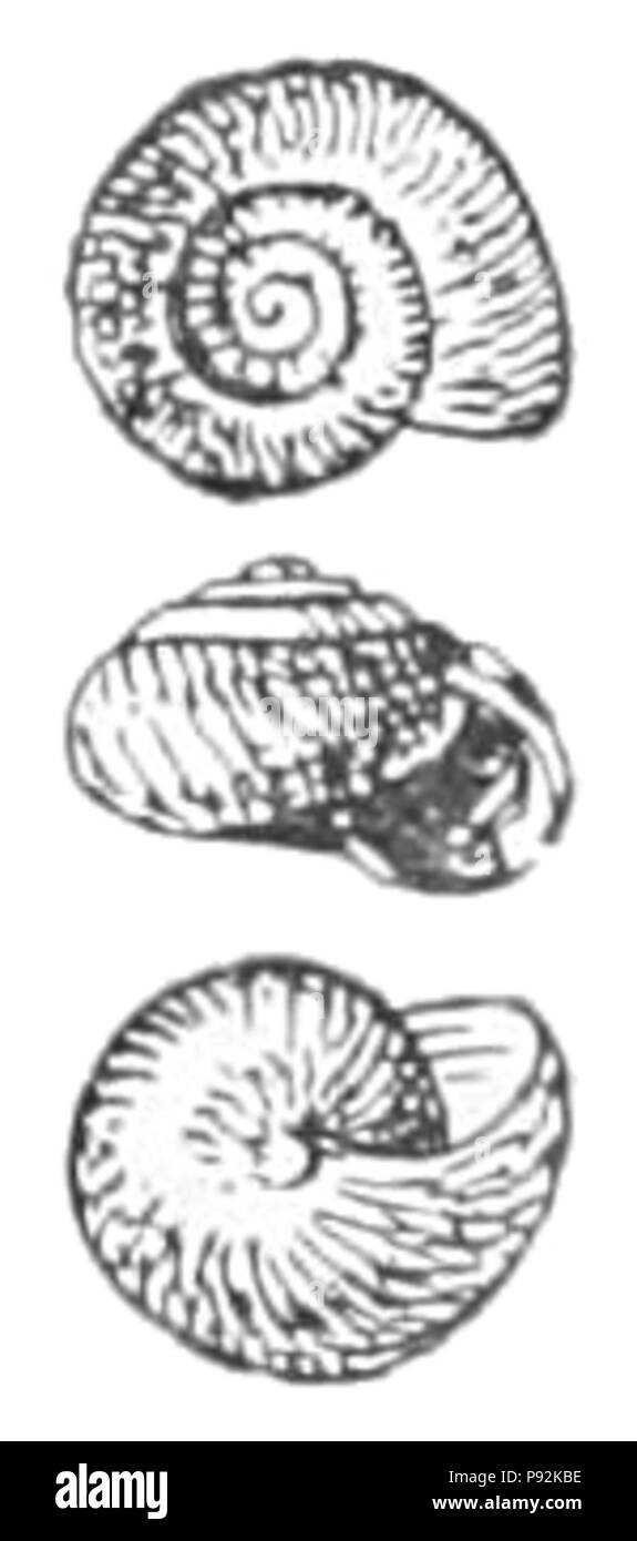 445 Ovachlamys fulgens shell Foto Stock