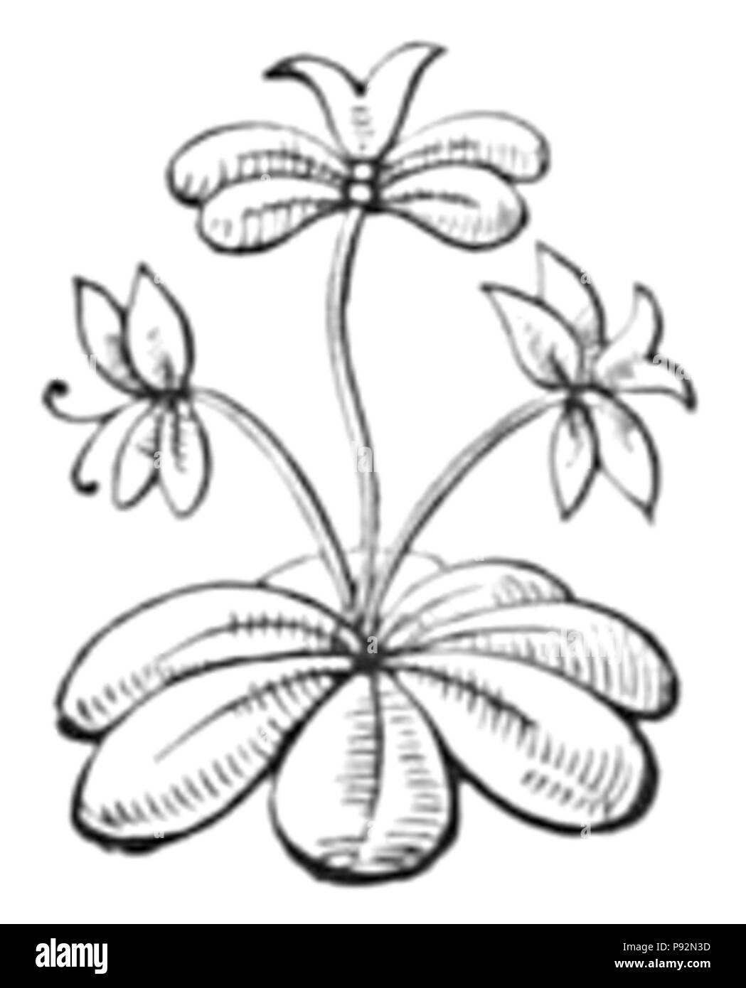 455 pittoresco Nuova Guinea - Capitolo 4 fine fleuron Foto Stock