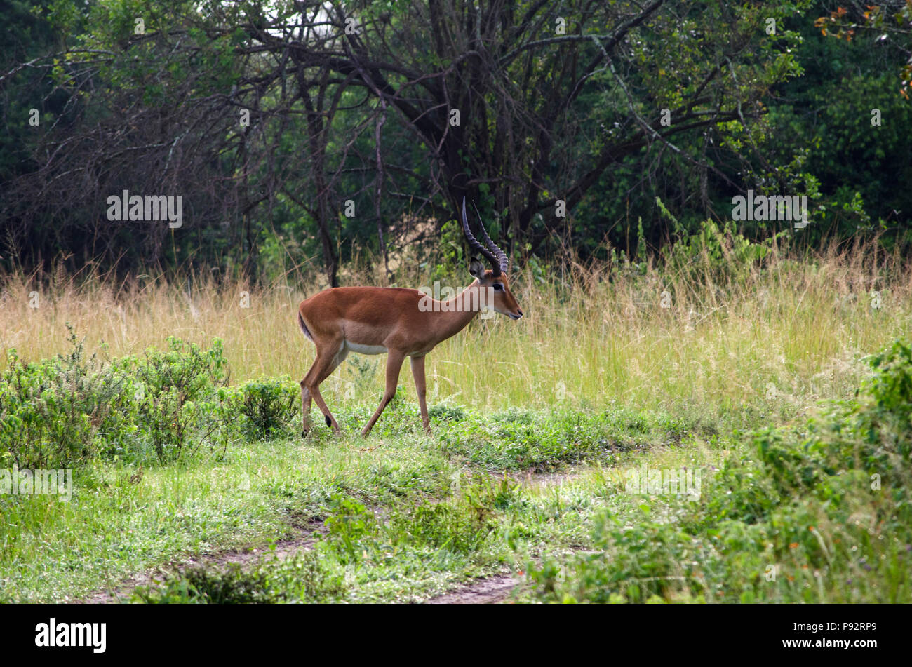 Impala antilope a piedi degli animali nelle praterie e boccola del Lago Mburo National Park, Uganda, Africa orientale Foto Stock