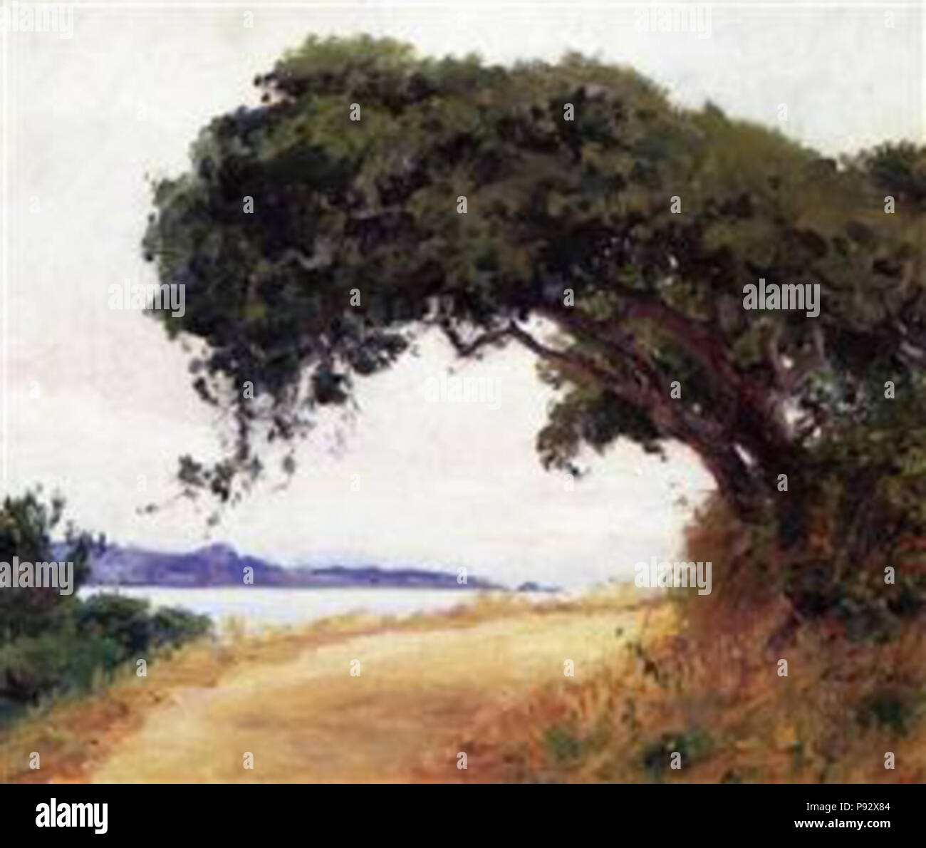 . 483 Rose - punto-lobos-Oak tree-1918 Foto Stock