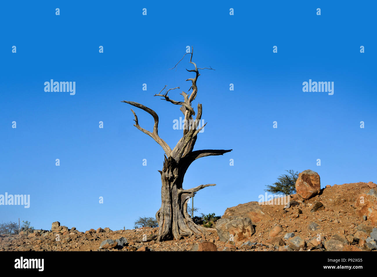 Asciugare Albero morto nel giorno Forest National Park, Gibuti, Africa orientale Foto Stock