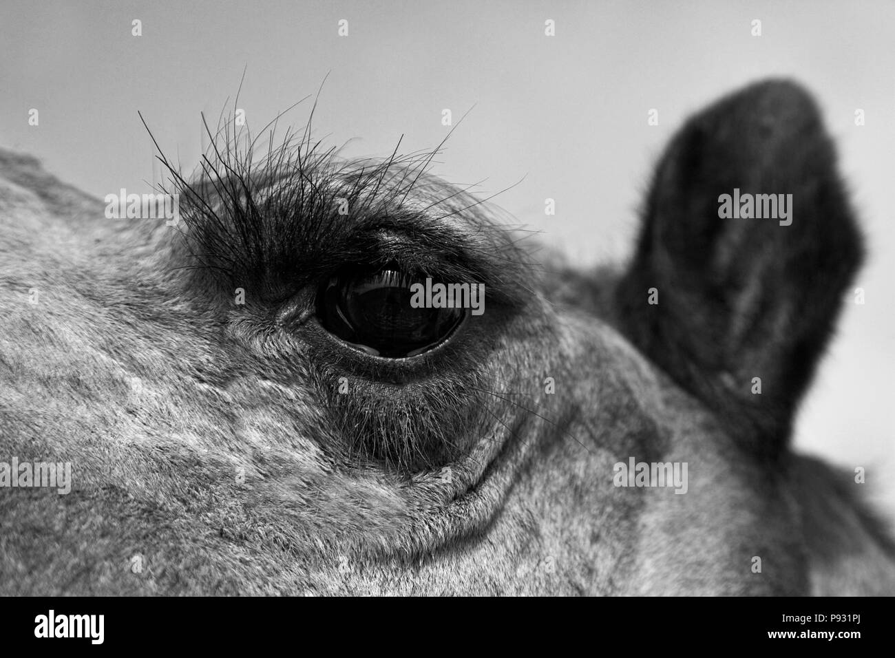 Un cammelli (Camelus bactrianus) occhio e ciglia nel deserto del Thar - Rajasthan, India Foto Stock