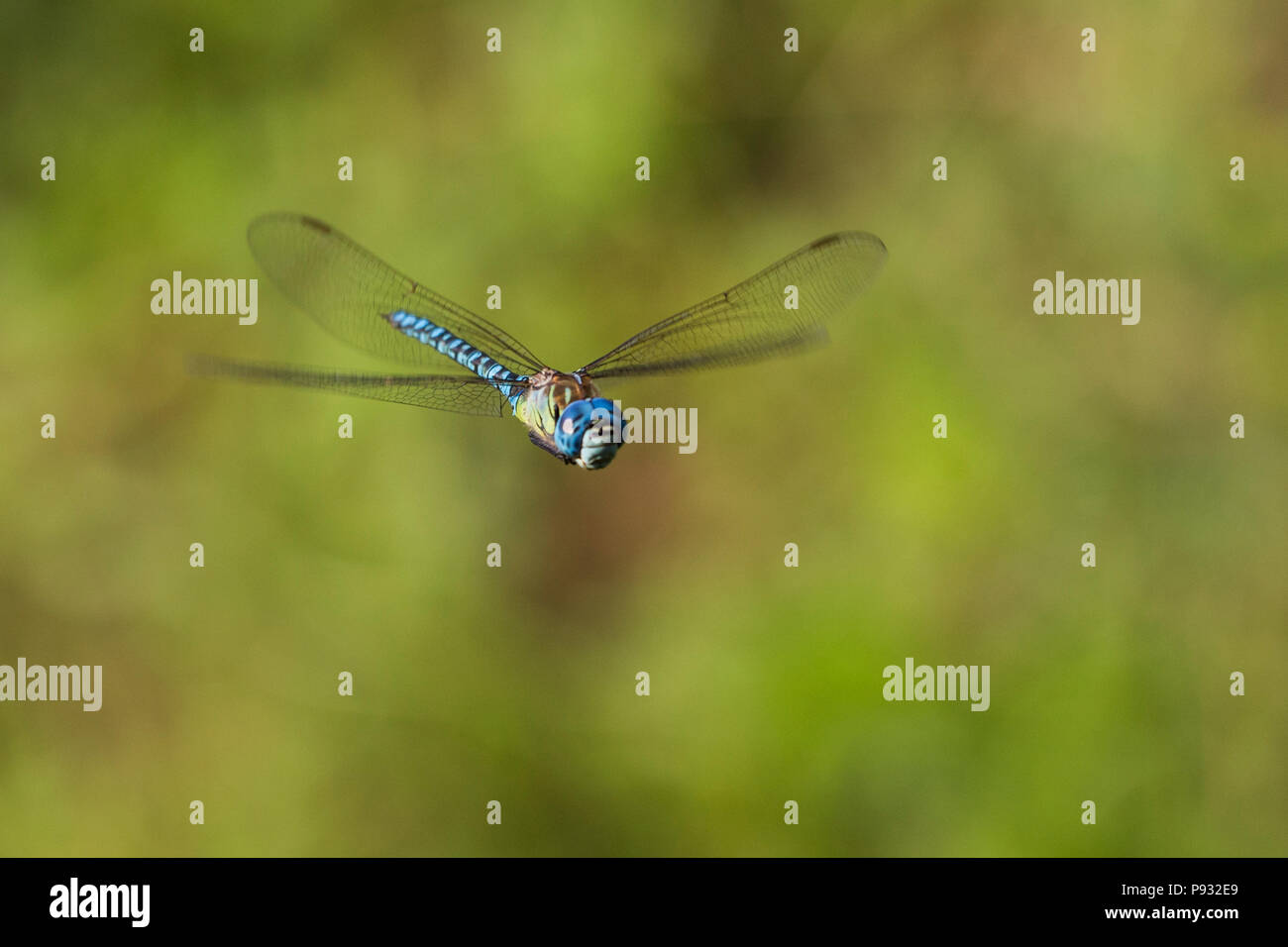 Aeshna affinis, il migrante meridionale hawker o blue-eyed hawker in volo Foto Stock