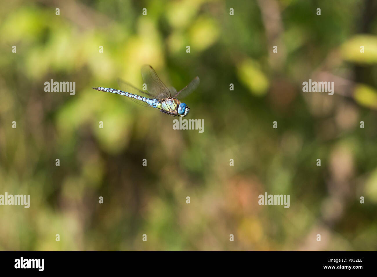 Aeshna affinis, il migrante meridionale hawker o blue-eyed hawker in volo Foto Stock
