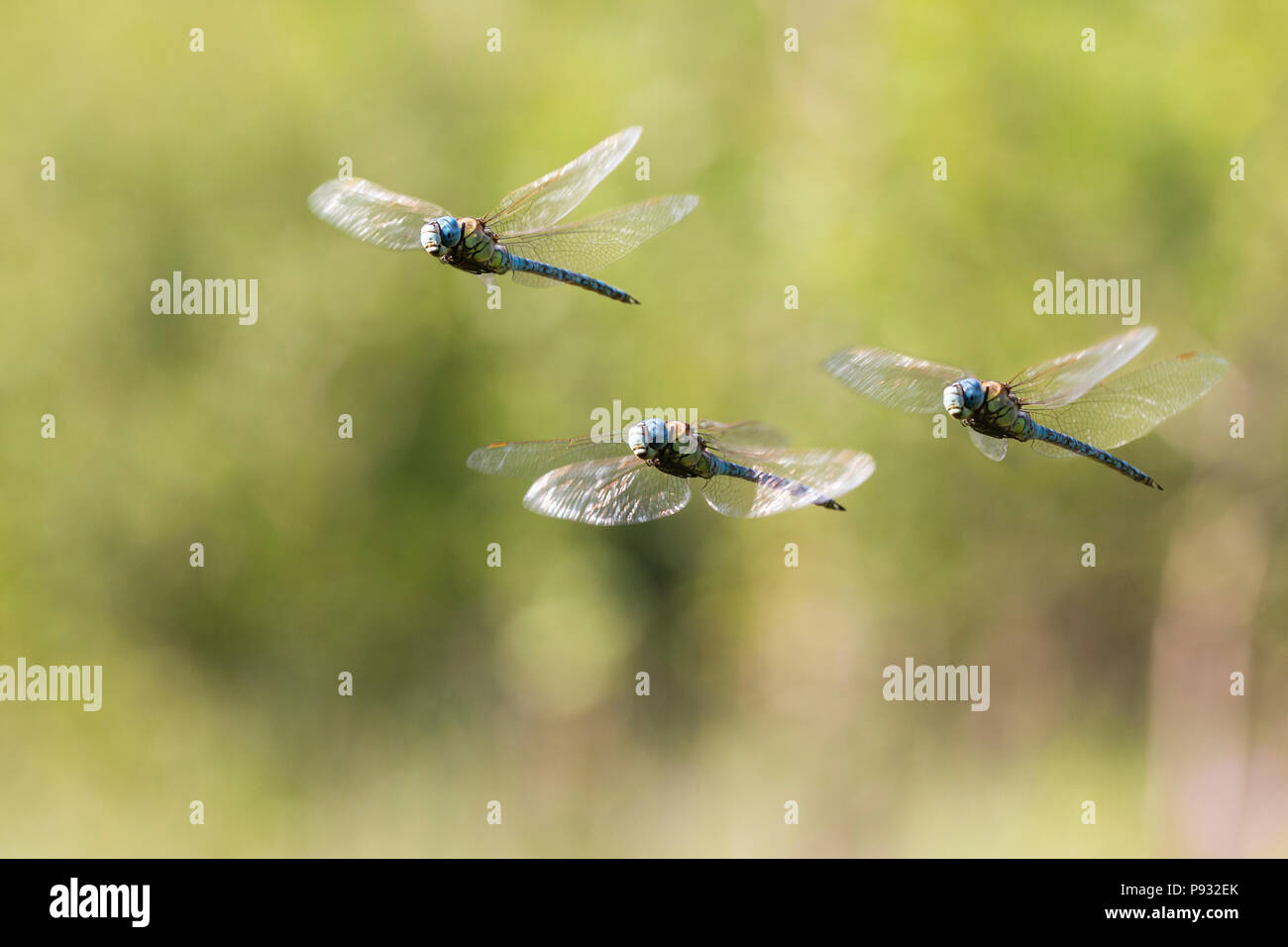 Aeshna affinis, il migrante meridionale hawker o blue-eyed hawker in volo Foto Stock