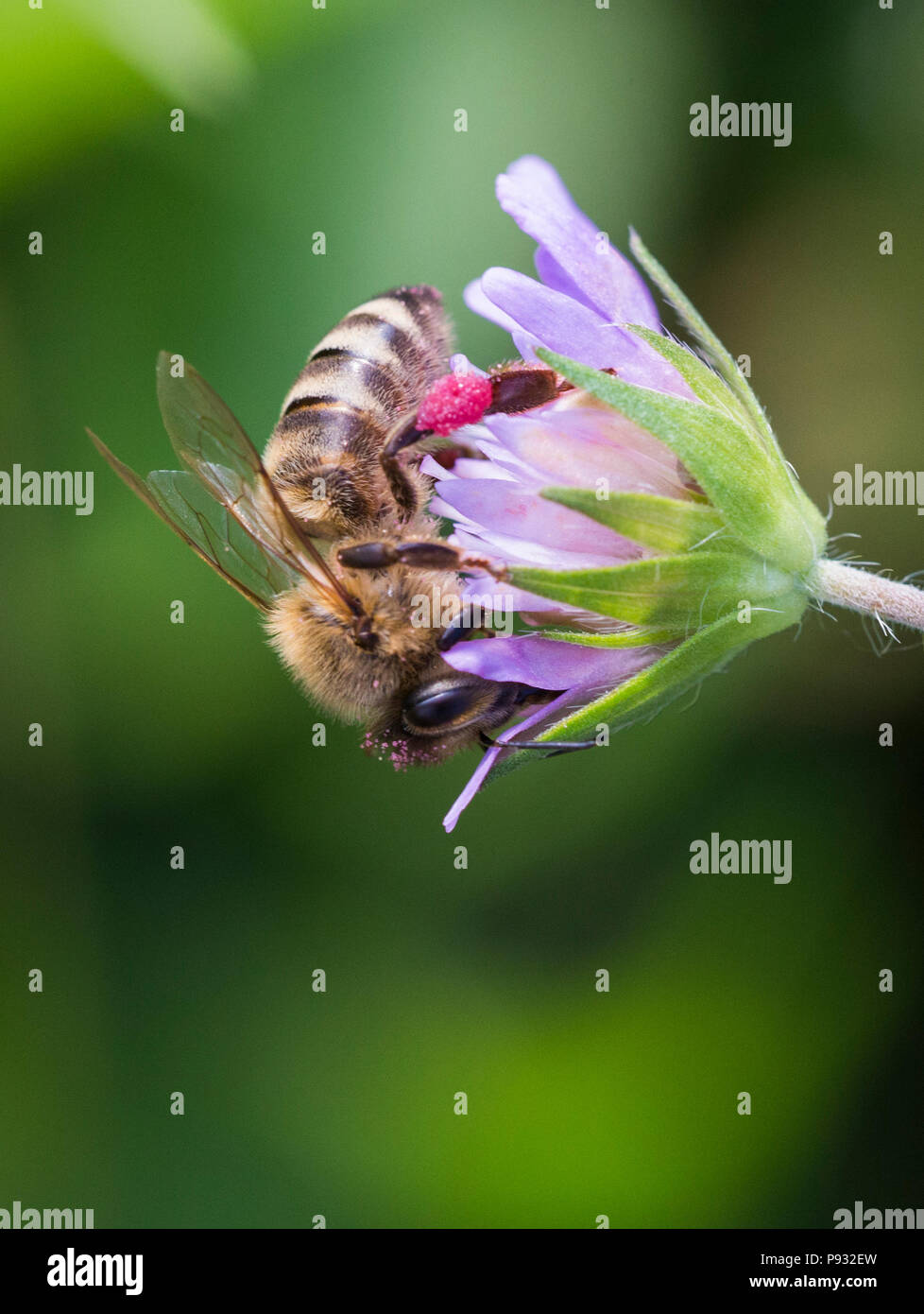 Il miele delle api in puntaspilli fiore - Scabiosa triandra Foto Stock