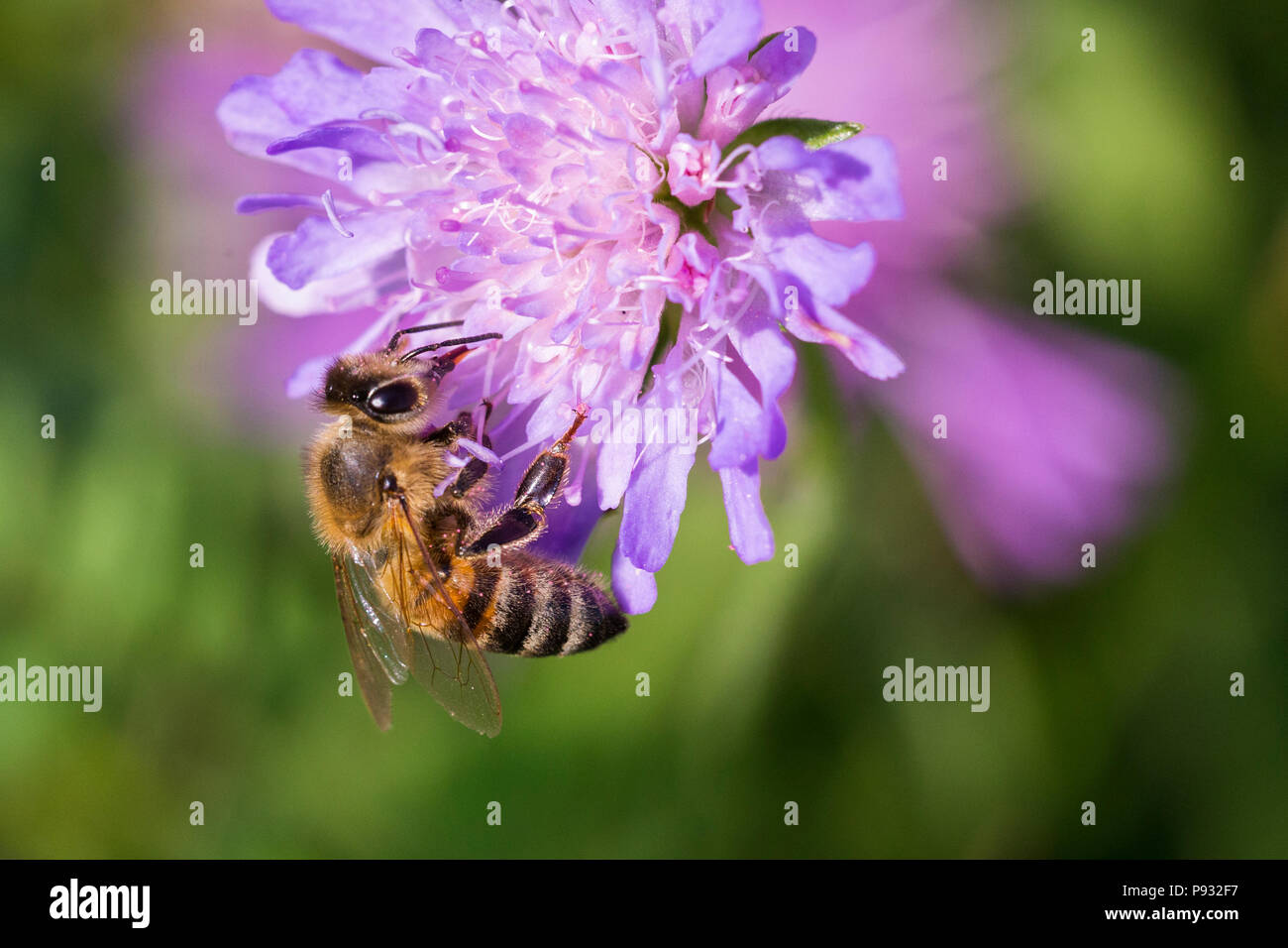 Il miele delle api in puntaspilli fiore - Scabiosa triandra Foto Stock