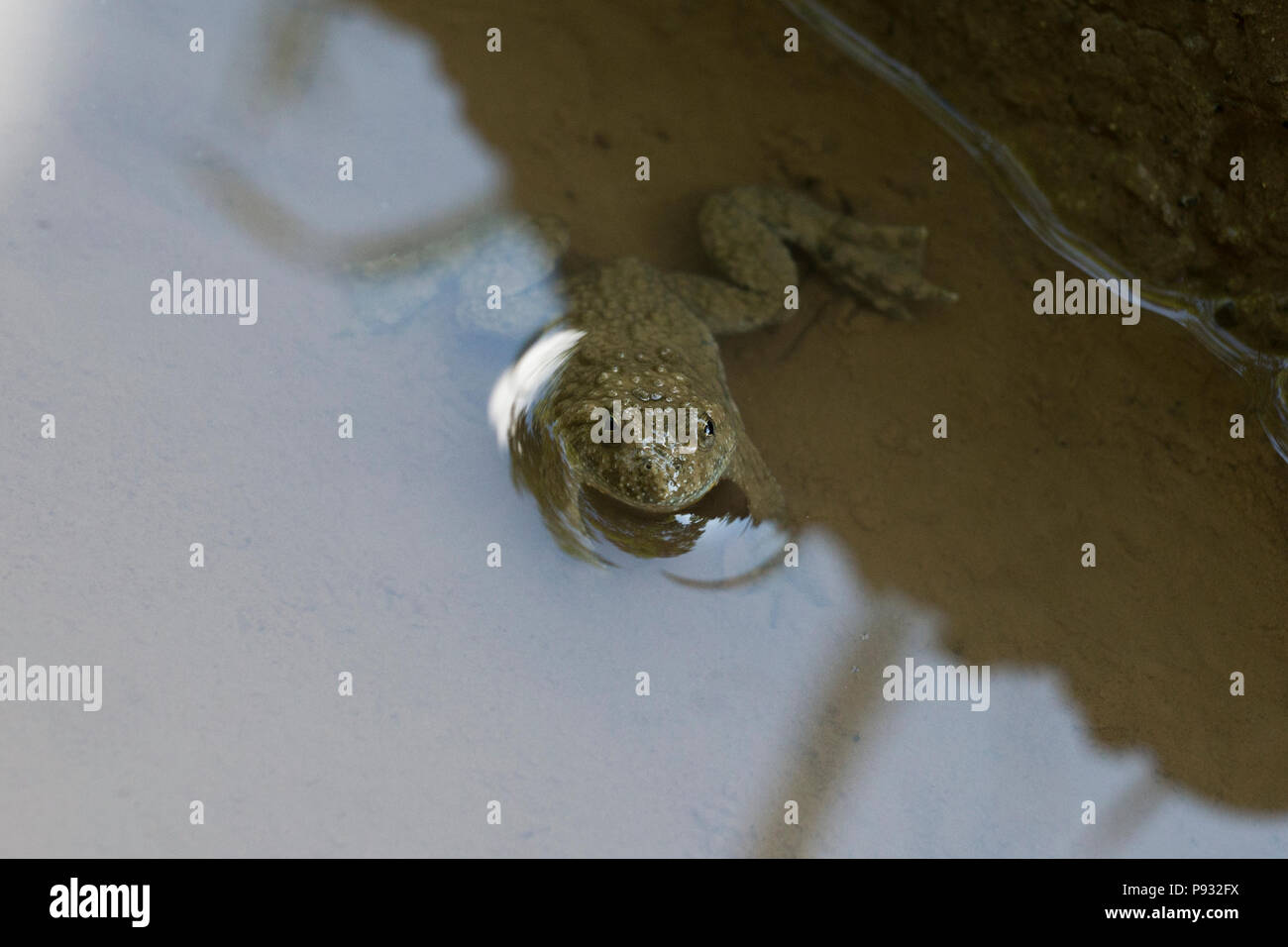 Ululone dal ventre giallo (Bombina variegata) Foto Stock