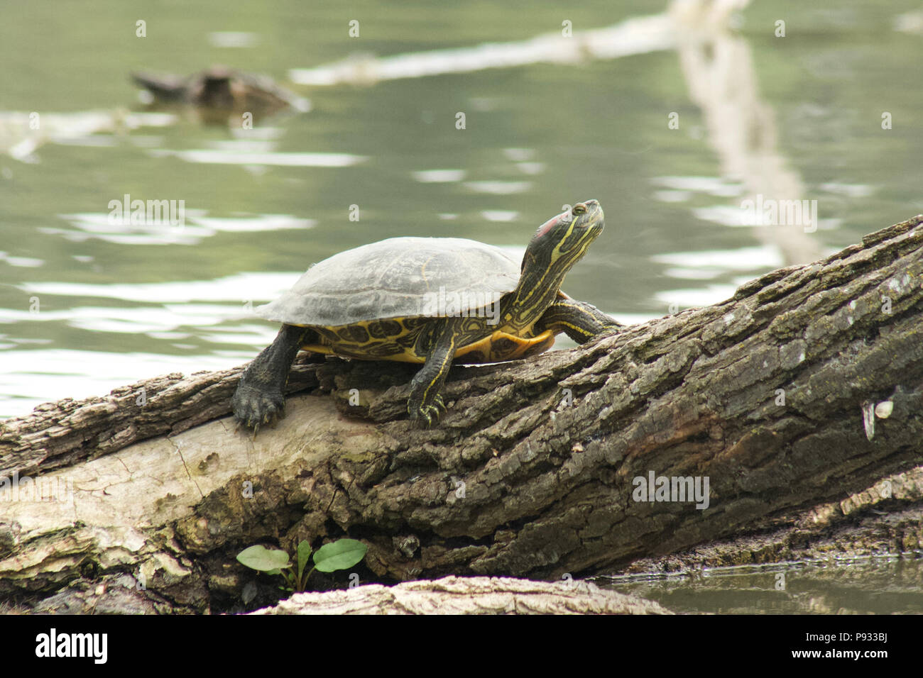 La tartaruga nel lago Foto Stock