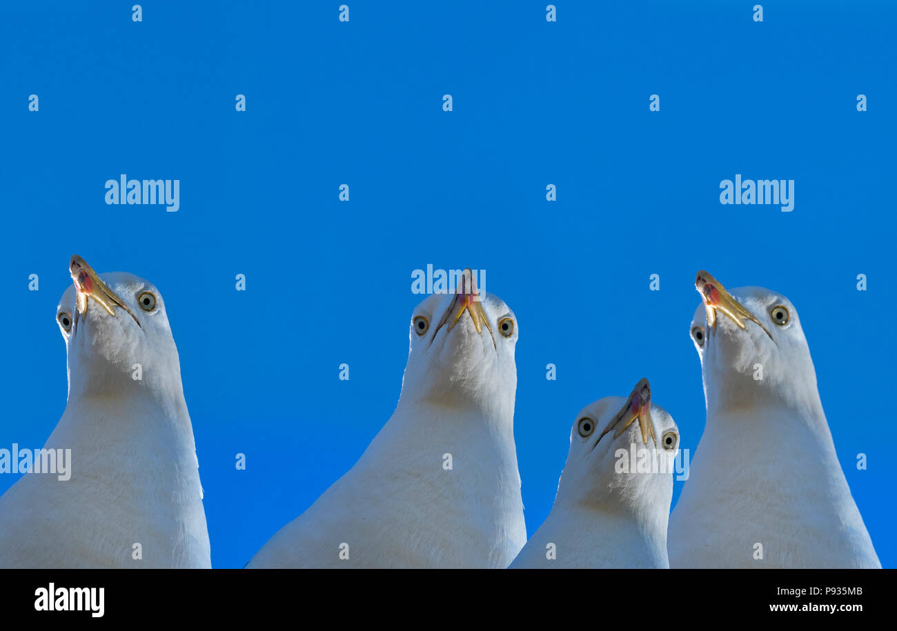 Aringa Gabbiani Larus argentatus che alimentano la costa del Norfolk Foto Stock