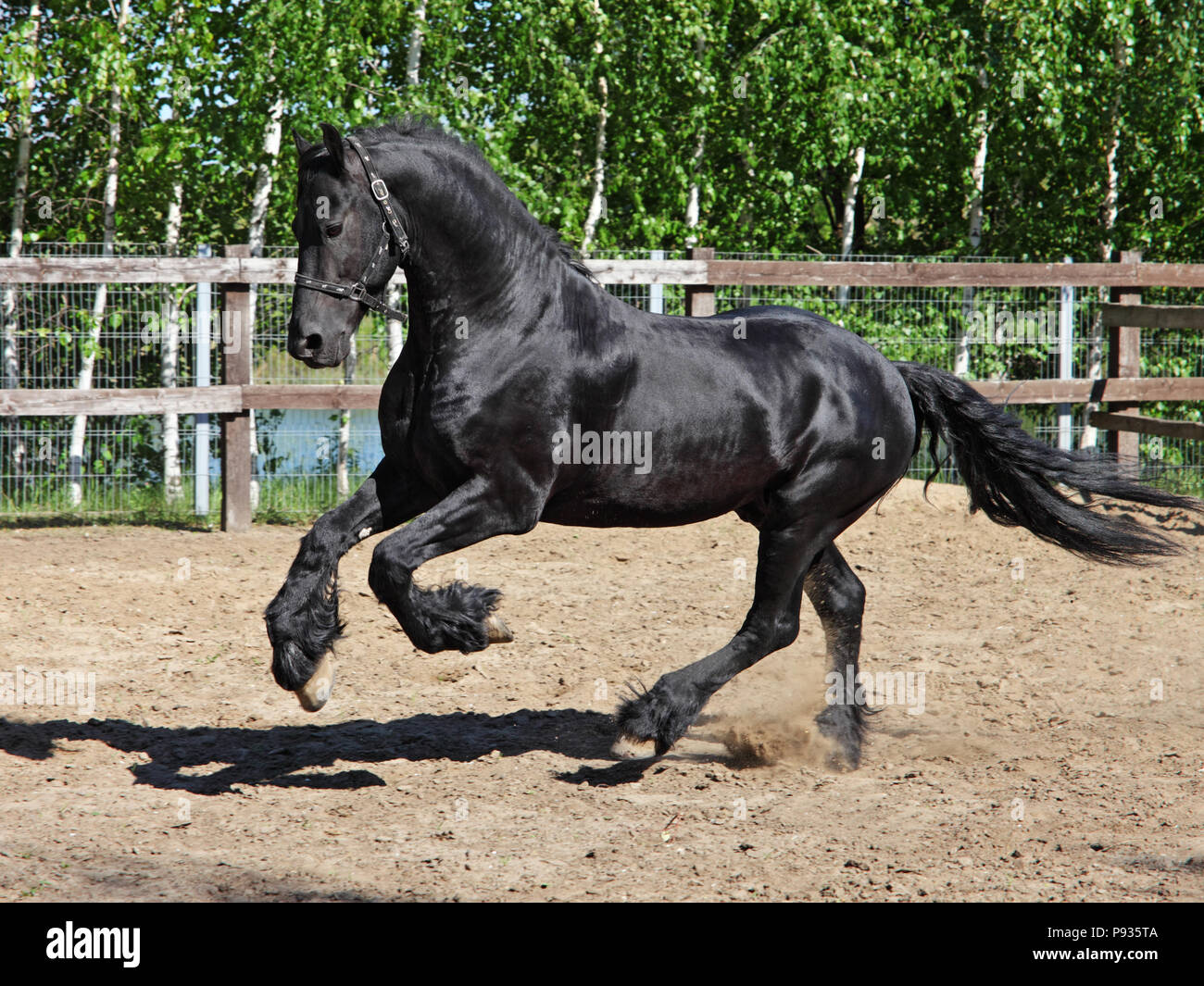 Il frisone stallone cavallo corre galoppo attraverso il ranch corral Foto Stock