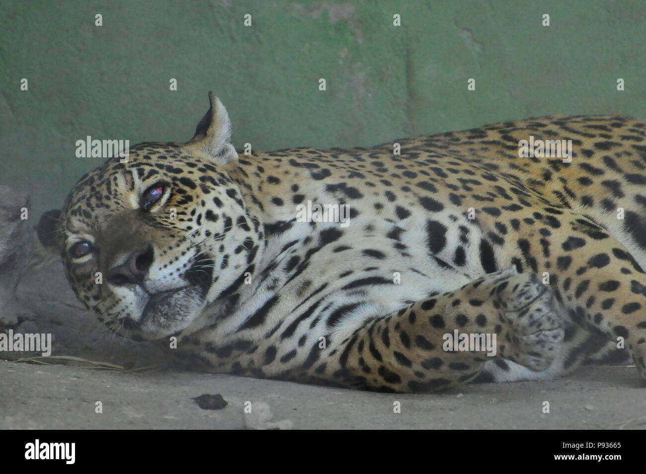 Jaguar (Panthera onca), il più grande predatore sudamericano Foto Stock