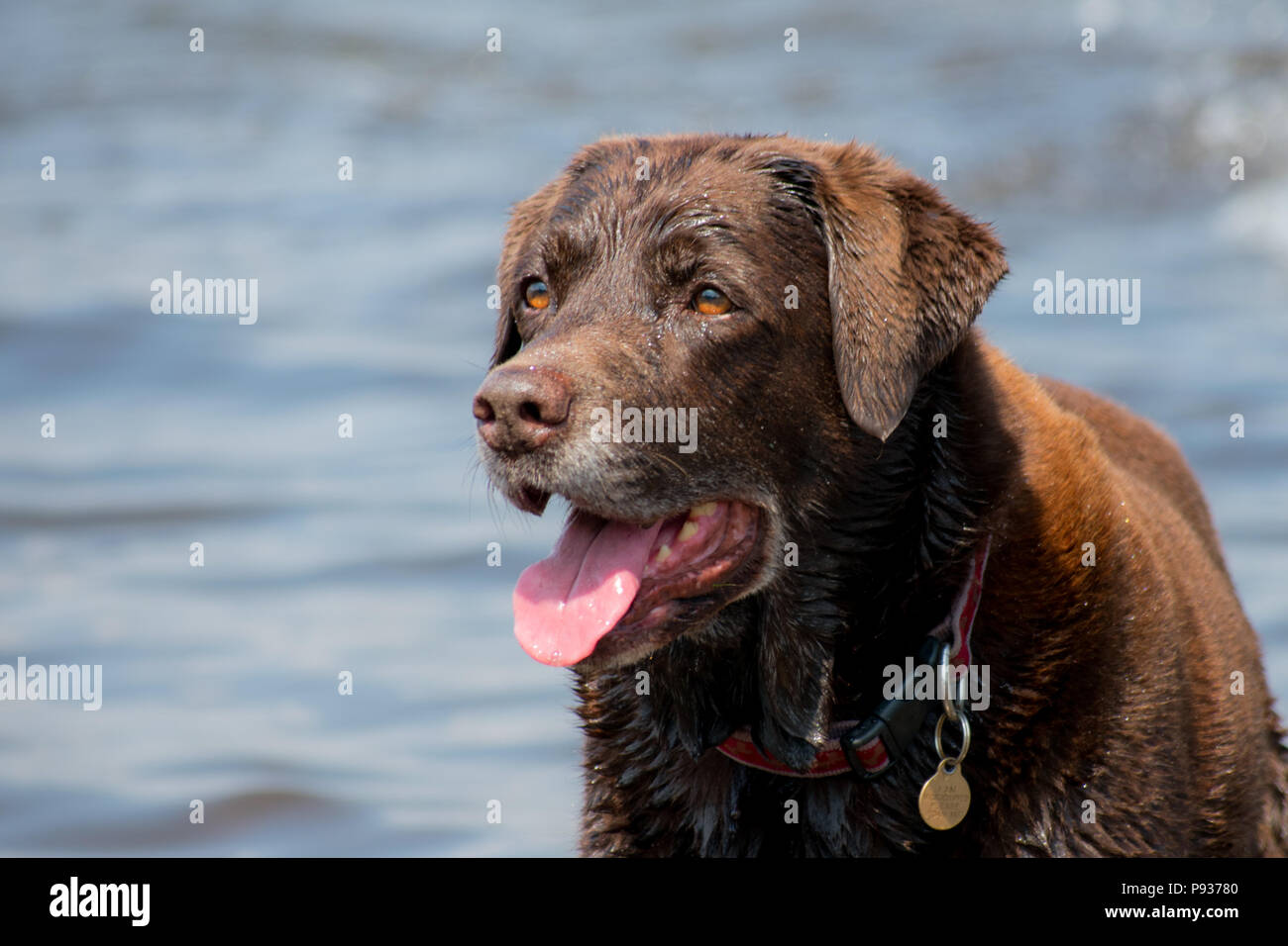 Il cioccolato Labrador sentirsi felice e godere l'acqua. Foto Stock