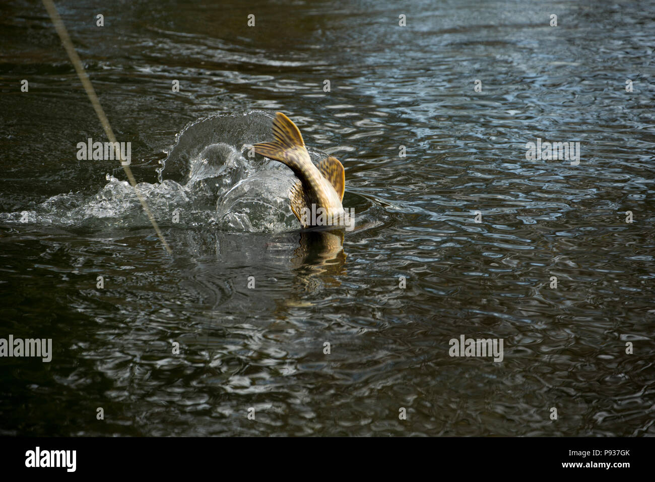 Un fiume di Pike, Esox lucius, che è stato agganciato su un volo. Regno Unito GB Foto Stock