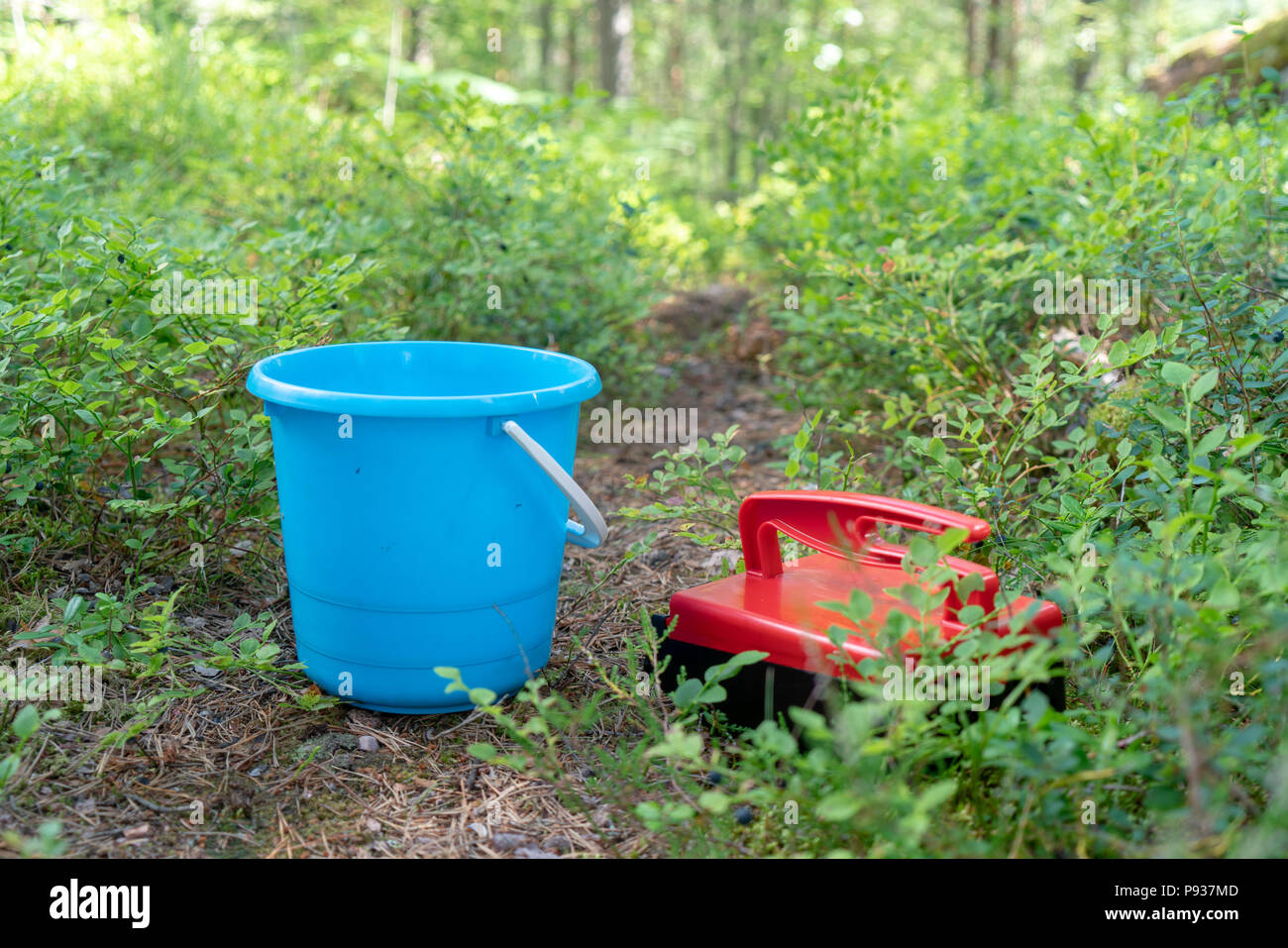 Bacca rossa picker e benna blu per la raccolta di mirtilli di bosco Foto Stock