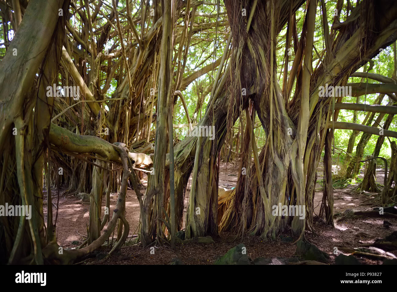 Rami e radici pensili di gigante banyan tree sulla Big Island delle Hawaii, STATI UNITI D'AMERICA Foto Stock