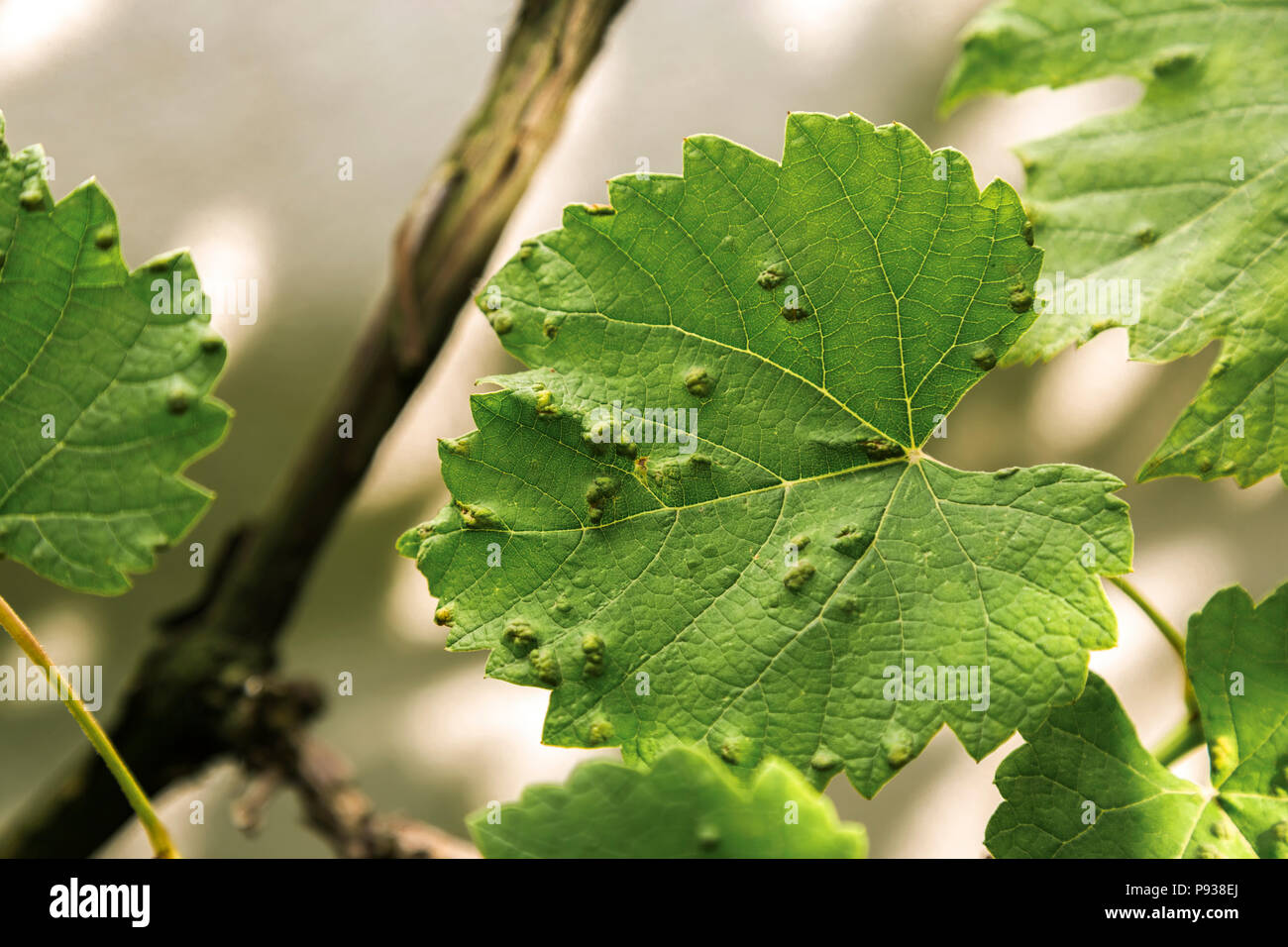 Infetta le foglie di uva con eriophyes vitis. Foto Stock