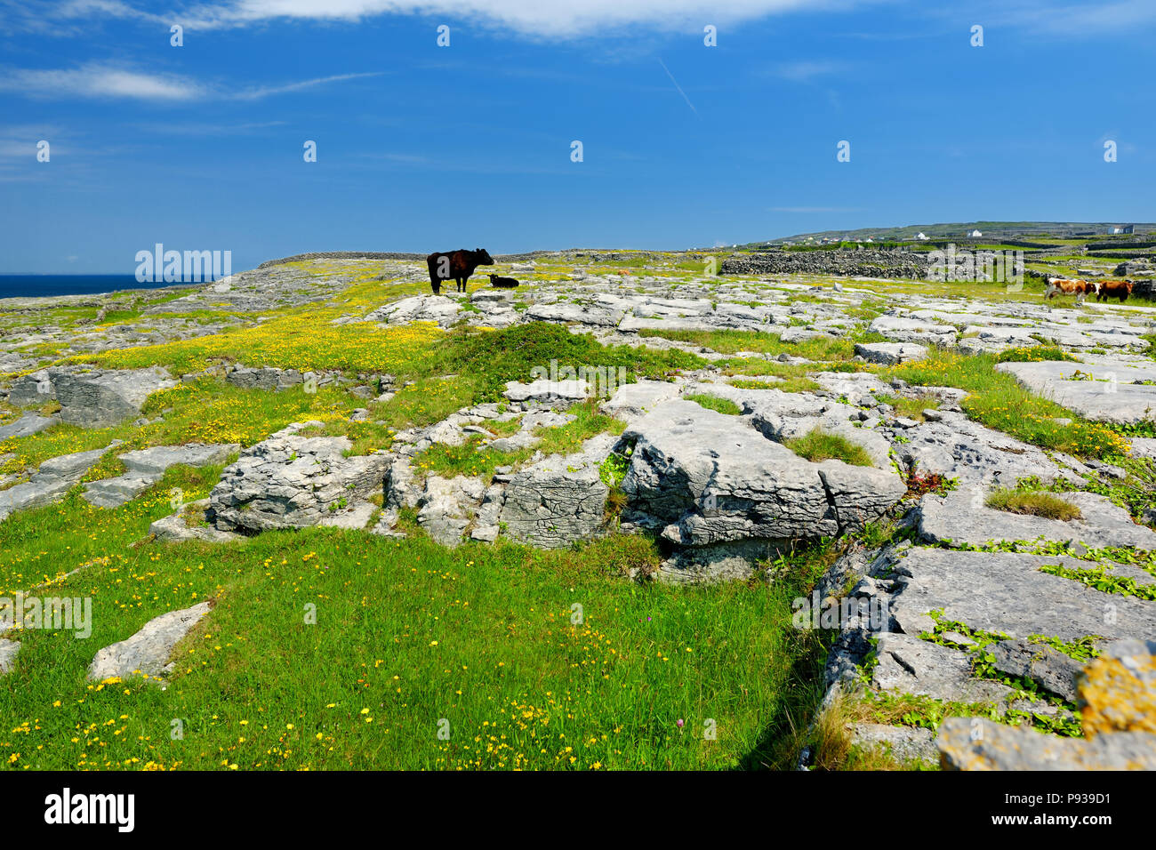 Inishmore o Inis Mor, la più grande delle Isole Aran nella Baia di Galway, Irlanda. Famoso per la sua forte cultura irlandese, fedeltà alla lingua irlandese, e Foto Stock